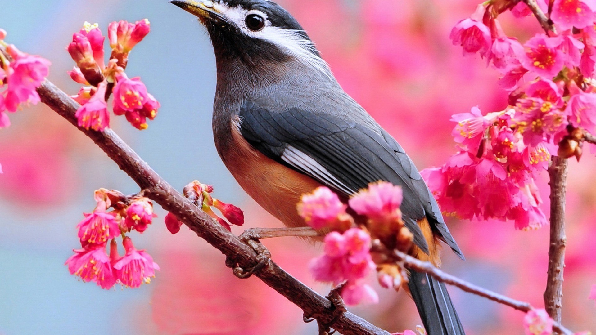 starling nature flower outdoors bird tree wildlife