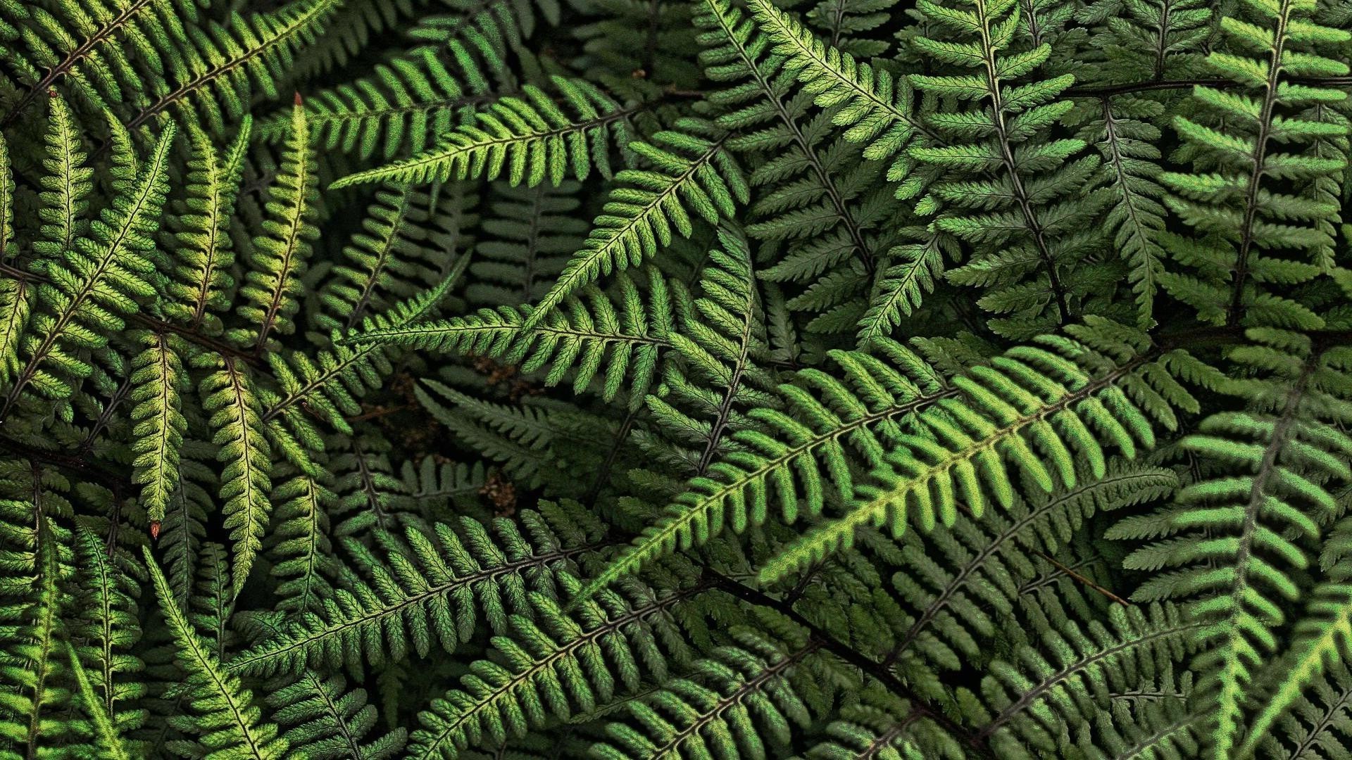 texture fern feuille bois flore nature à l extérieur fronde bureau croissance modè le luxuriant bracken jardin résumé