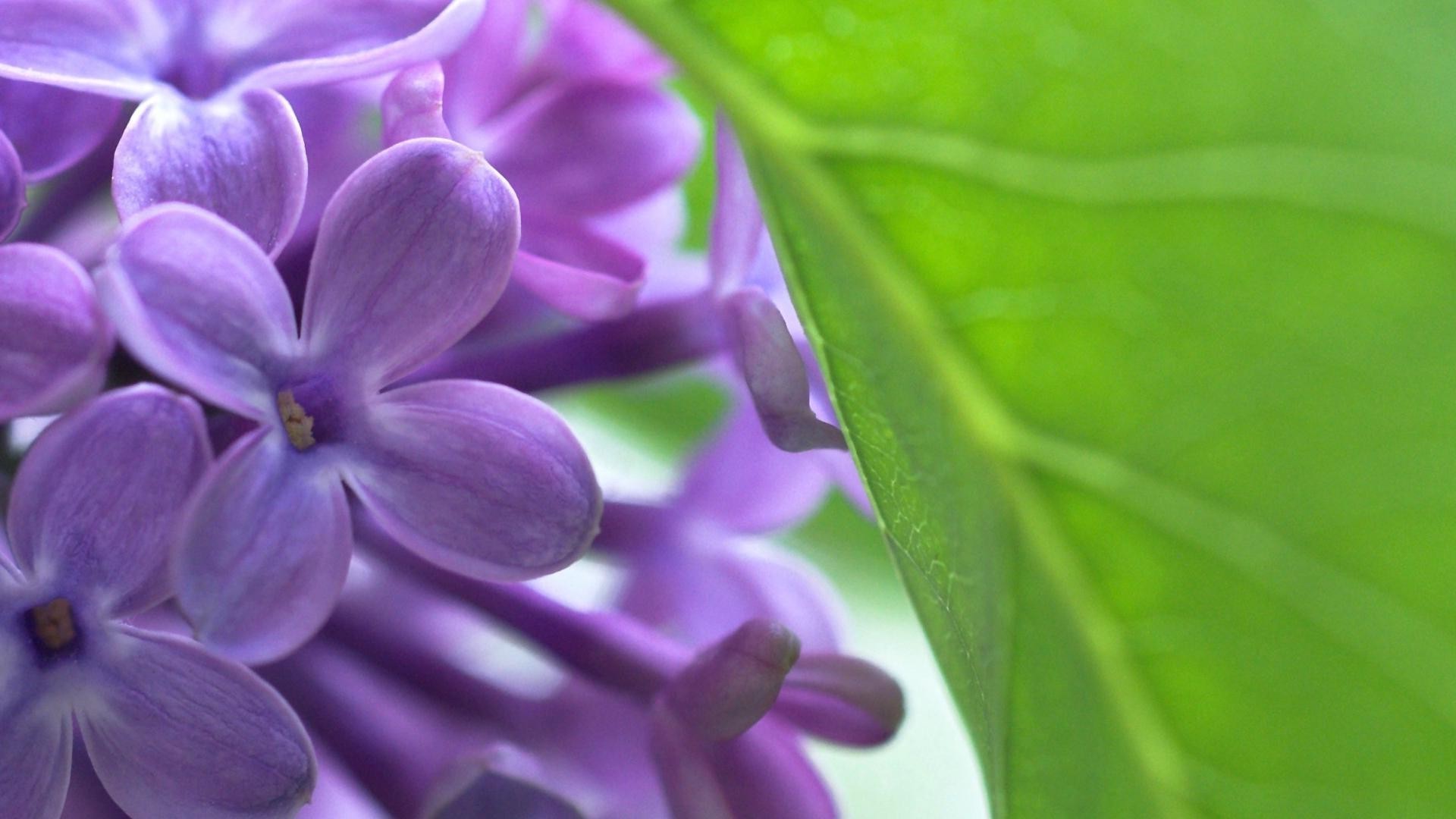 kwiaty natura flora kwiat liść lato ogród zbliżenie piękny kolor kwiatowy jasny