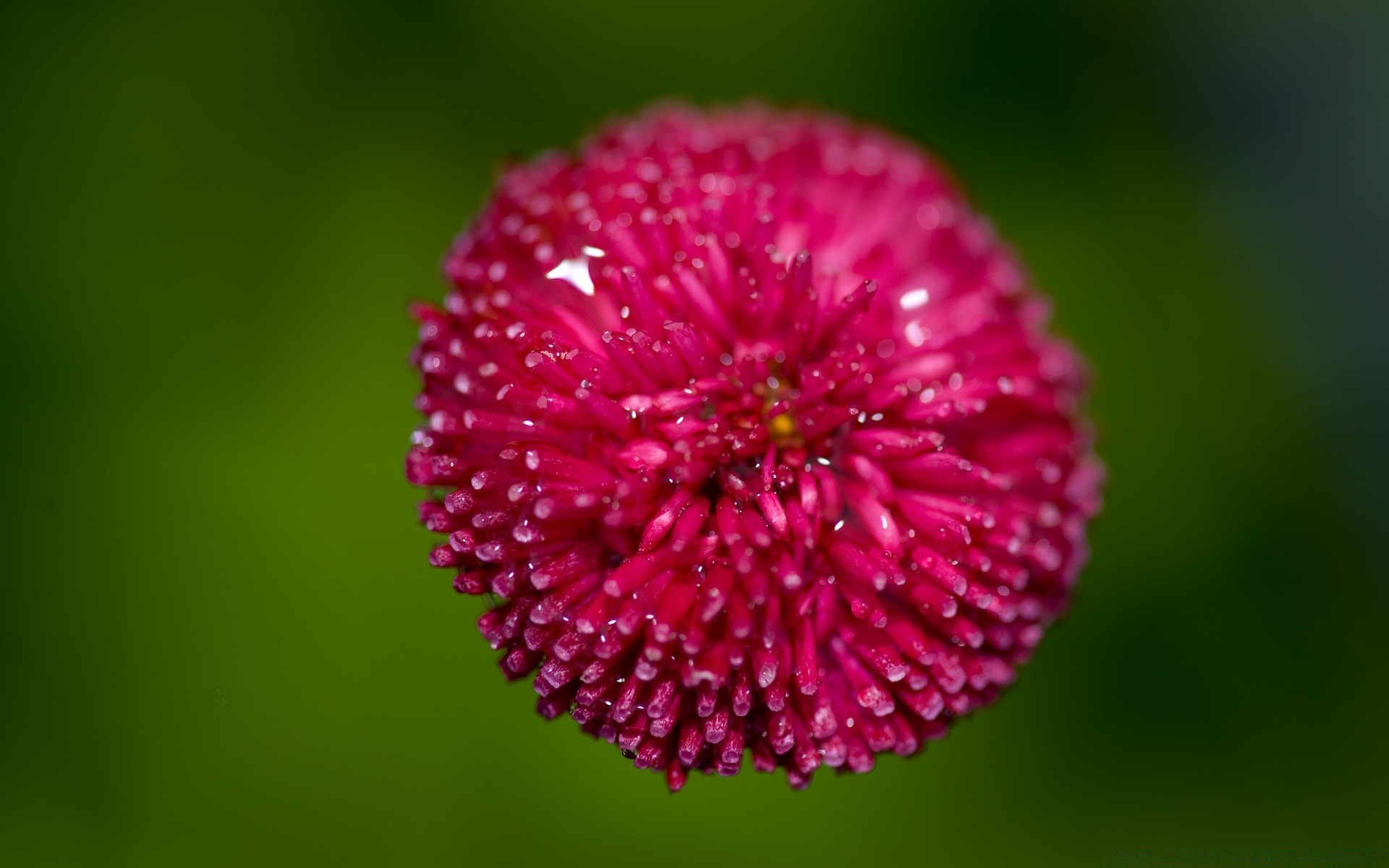 macro natureza flor flora verão jardim folha brilhante pétala cor crescimento borrão close-up ao ar livre