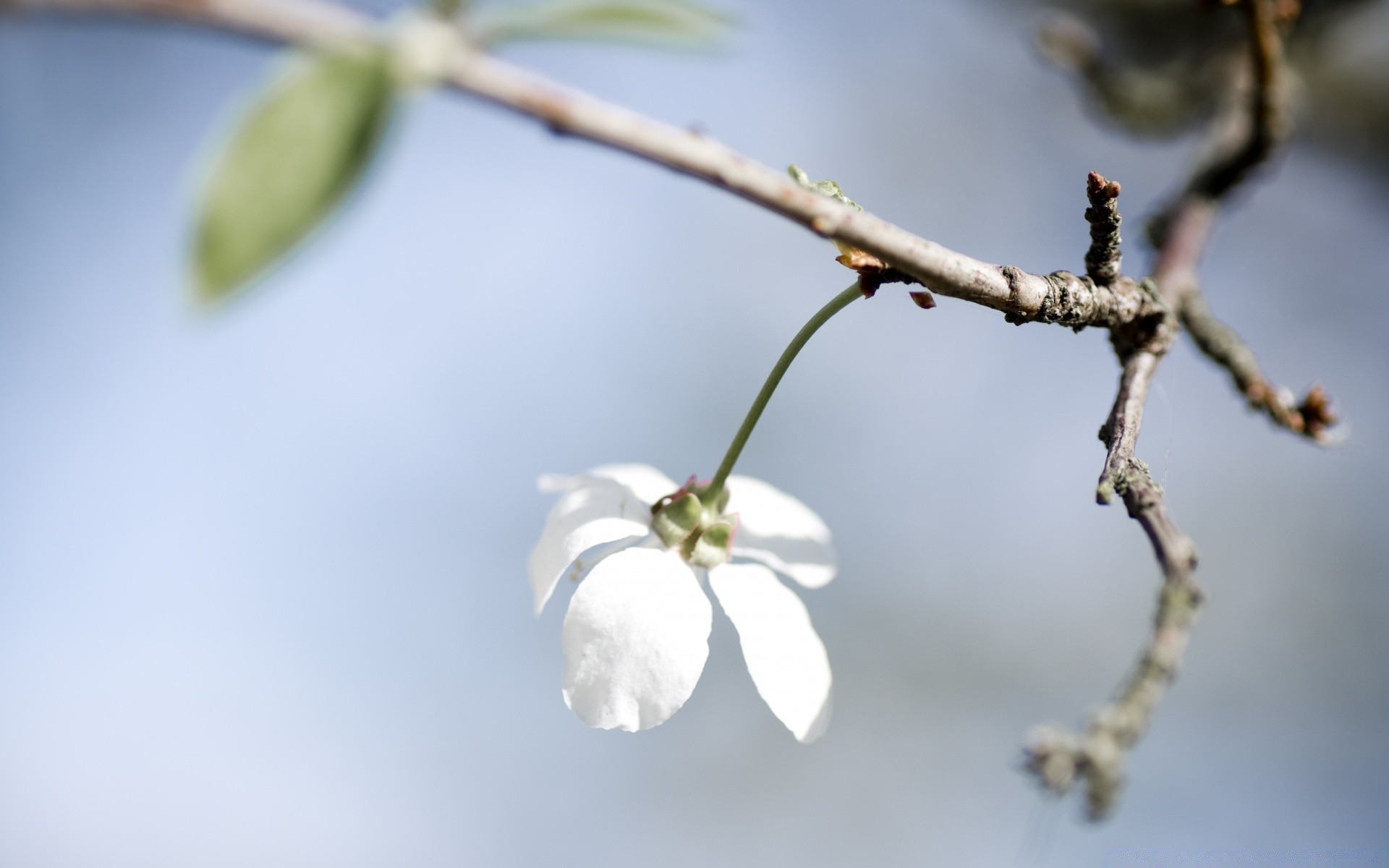 macro naturaleza flor árbol hoja al aire libre rama manzana flora desenfoque crecimiento invierno jardín