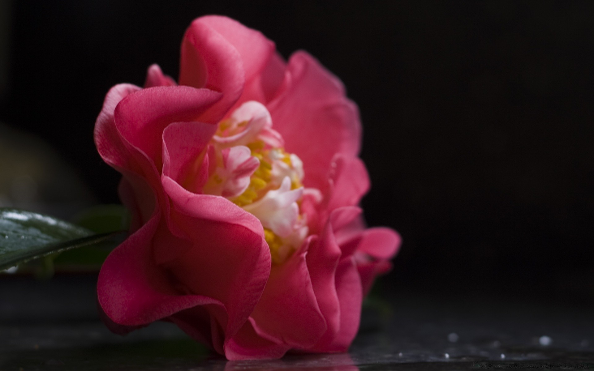 makro fotoğrafçılığı çiçek flora doğa yaprak petal gül güzel bahçe renk çiçek çiçeklenme aşk