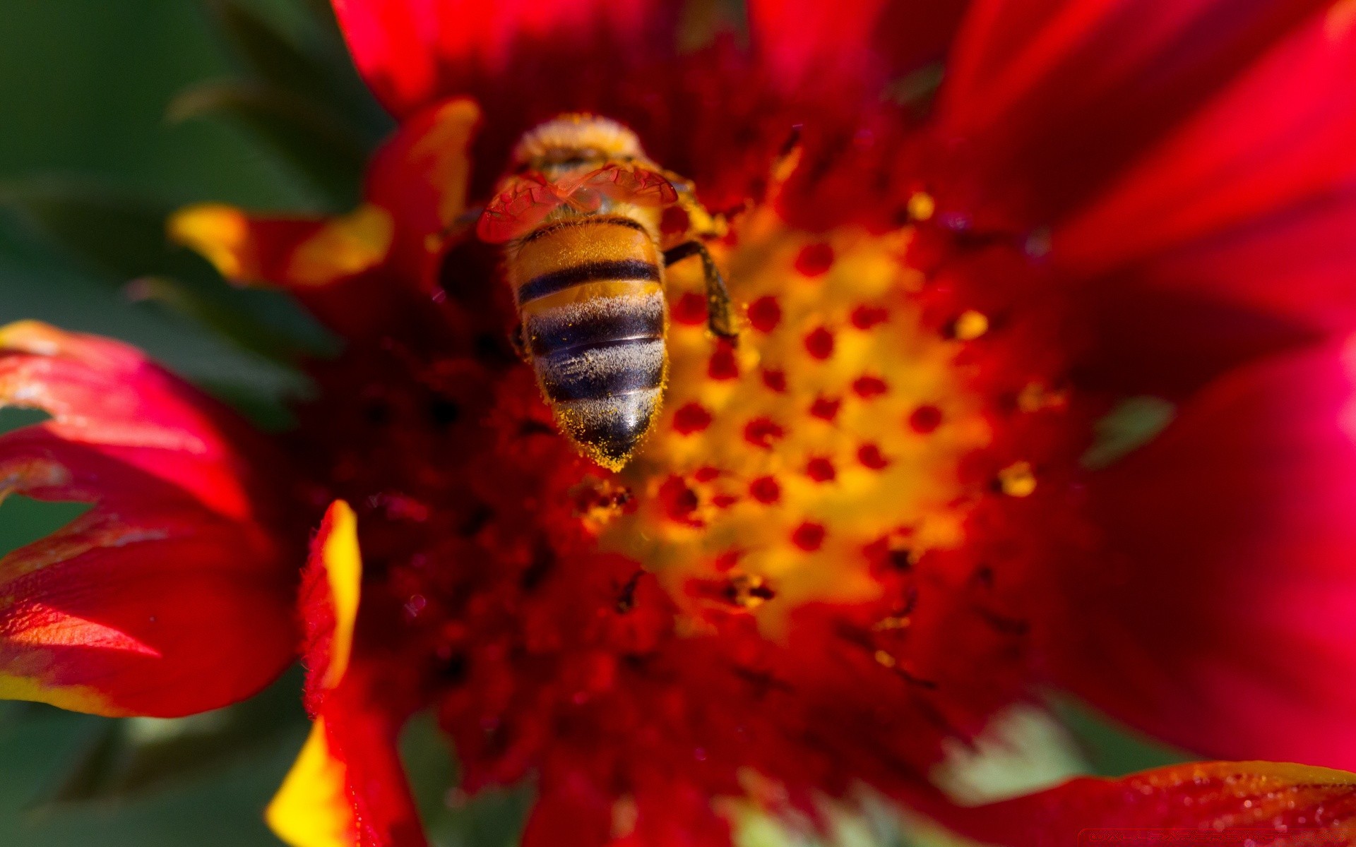 makroaufnahme natur blume biene insekt pollen flora sommer garten farbe honig schließen blatt hell bienen schön bestäubung blütenblatt im freien