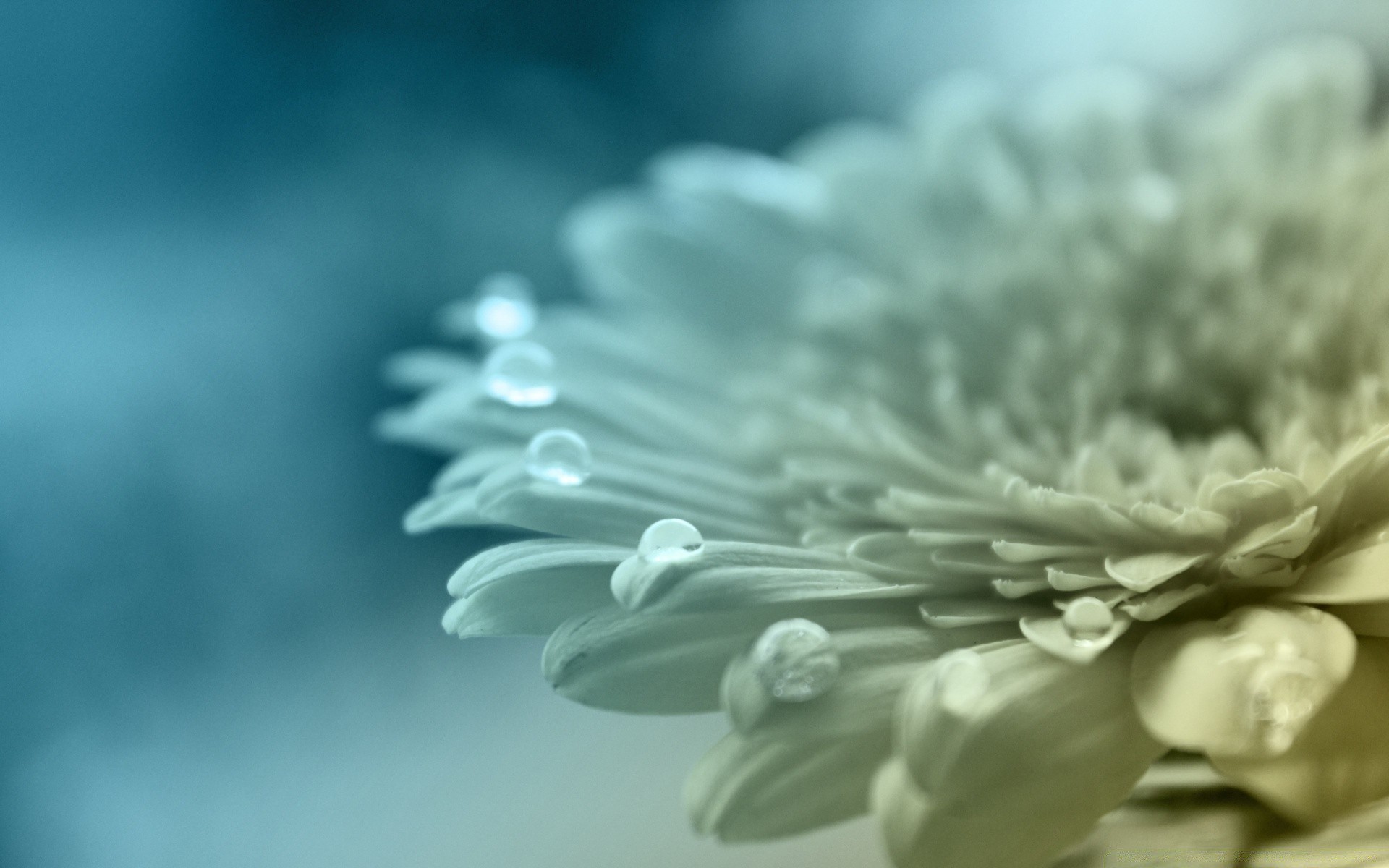 makro natura flora kwiat piękne monochromatyczny liść lato zbliżenie jasny ogród kolor pulpit