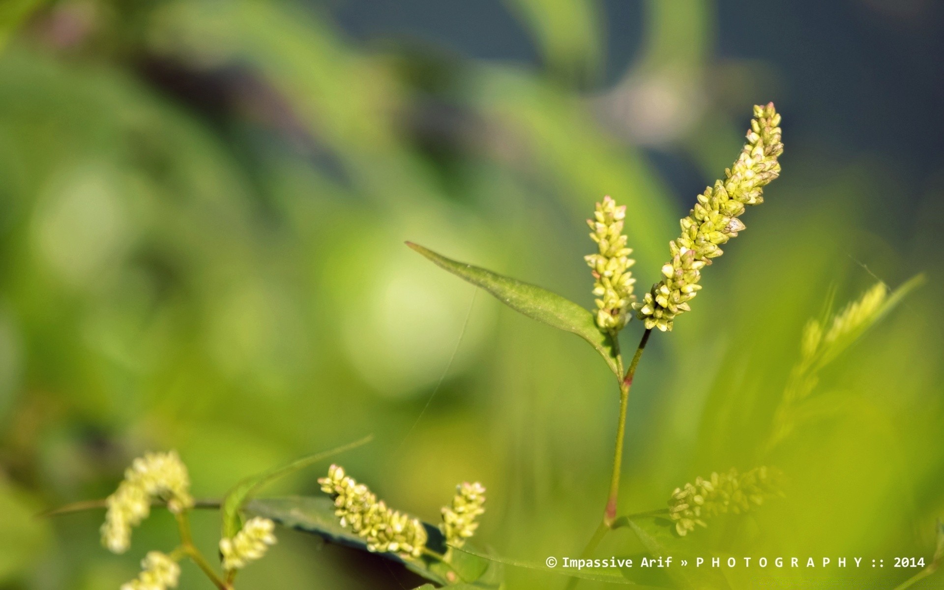 macro nature leaf growth summer outdoors flora grass flower bright fair weather blur sun