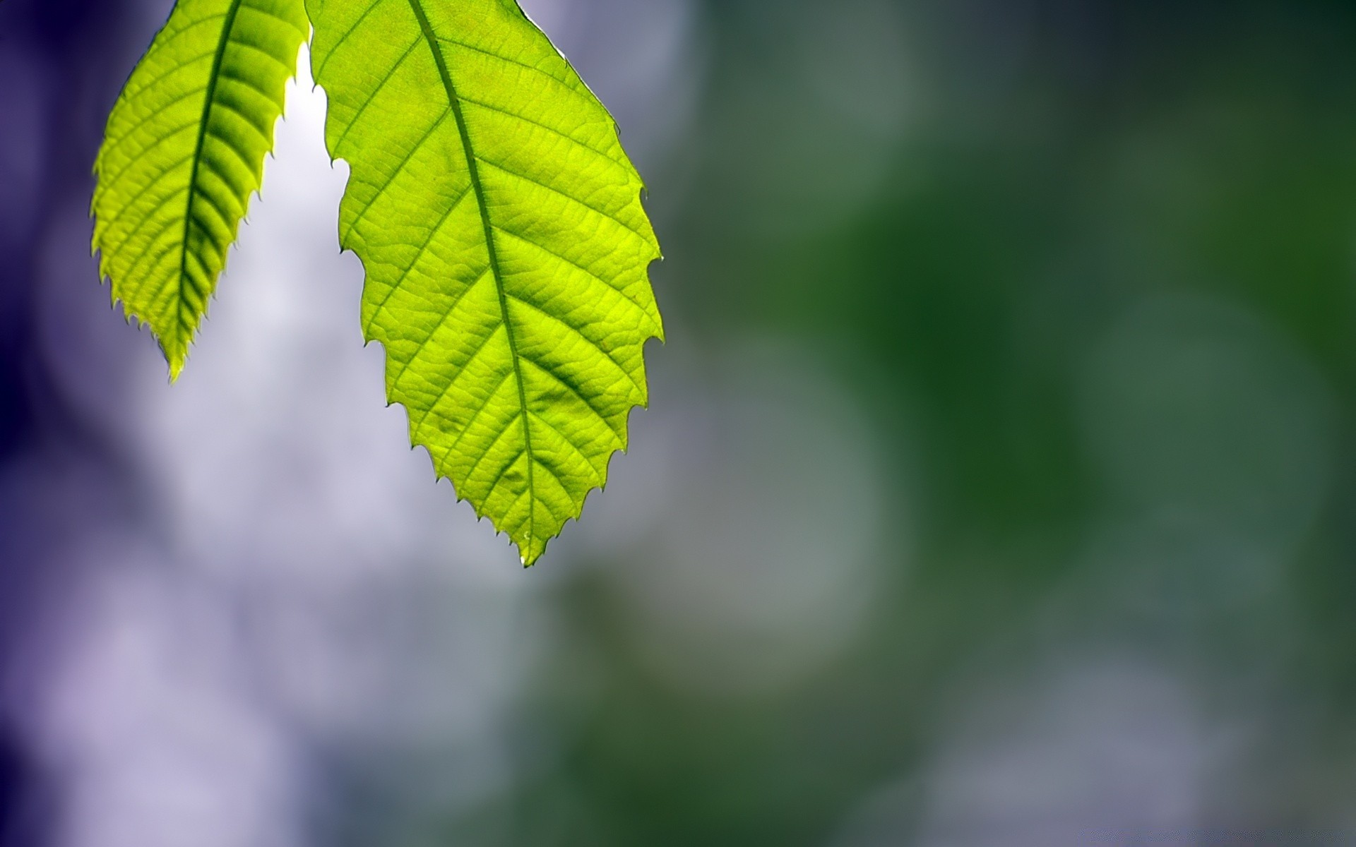 makroaufnahme blatt natur flora wachstum unschärfe hell sommer farbe baum garten ökologie üppig umwelt