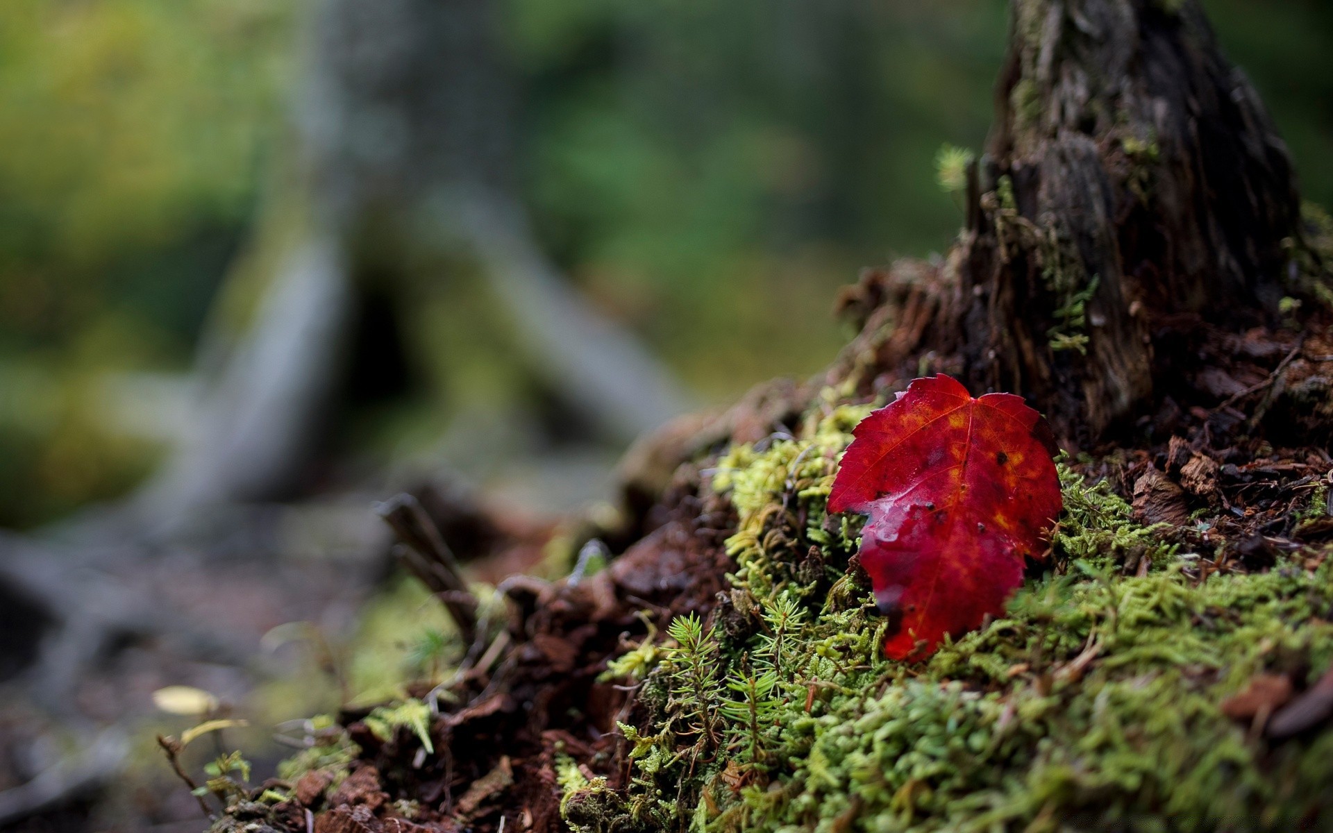 macro nature bois mousse feuille à l extérieur automne croissance champignon arbre flore sol herbe été