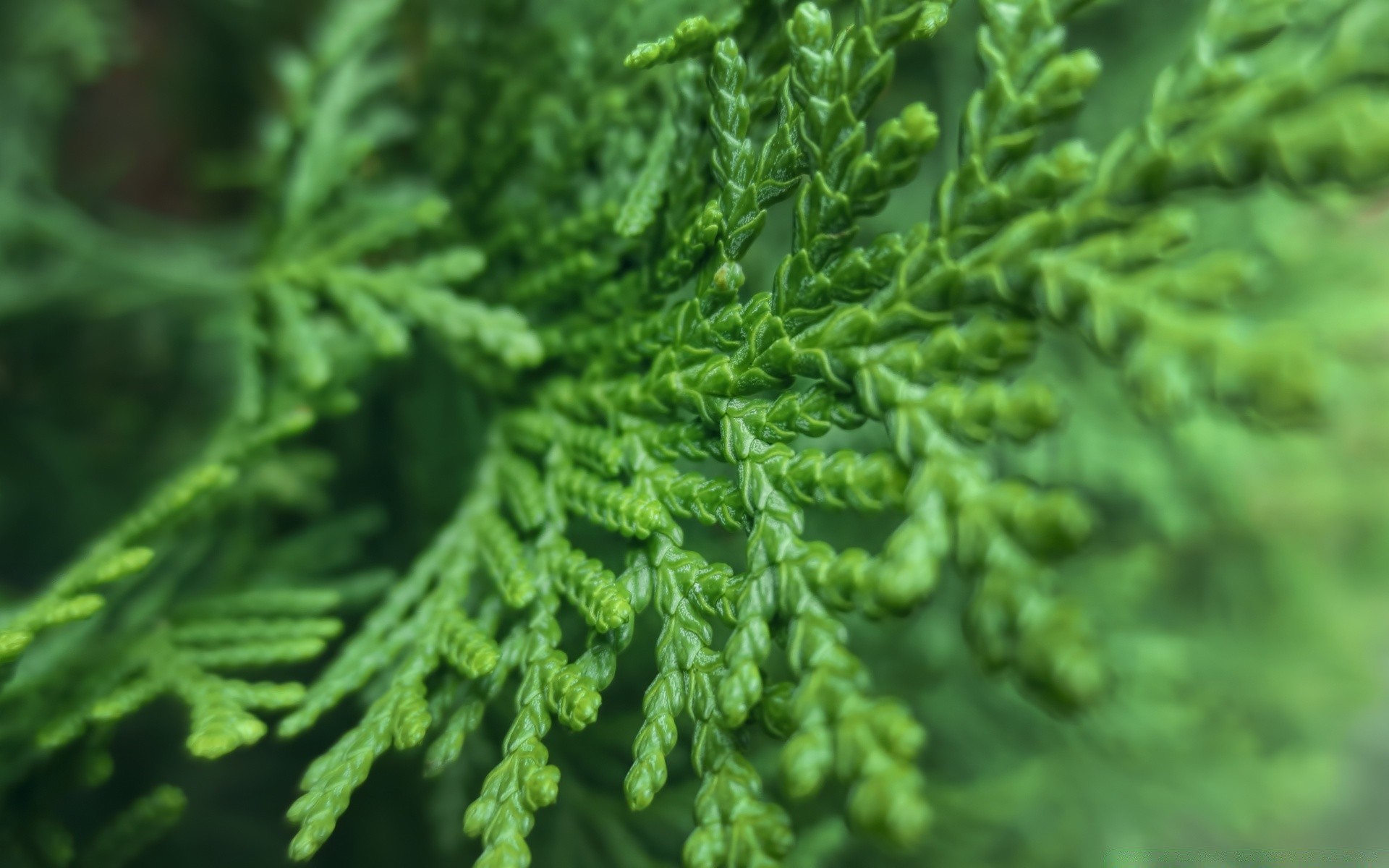 macro leaf flora nature tree close-up branch evergreen growth fern wood environment outdoors conifer desktop garden lush herb medicine grass