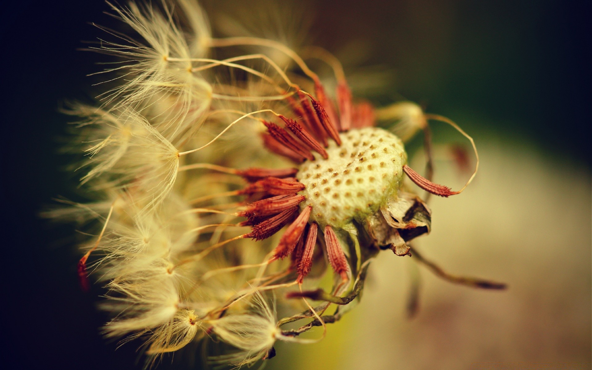 macro nature flower flora color insect close-up summer