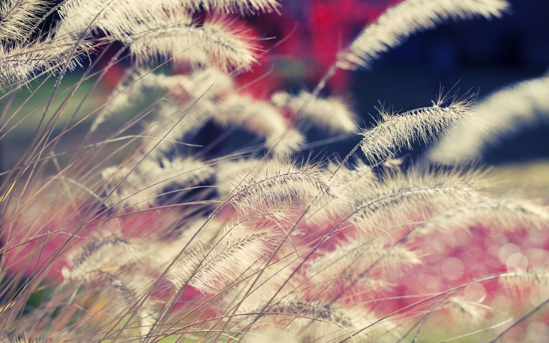 macro nature summer bright close-up color flora desktop beautiful grass flower