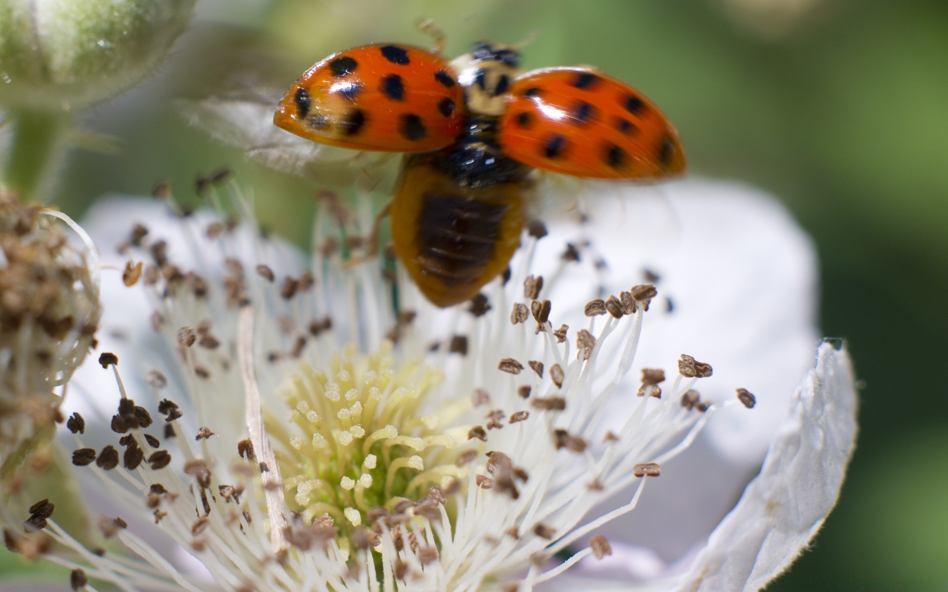 makroaufnahme natur blume insekt flora sommer im freien blatt garten hell wenig wachstum schließen