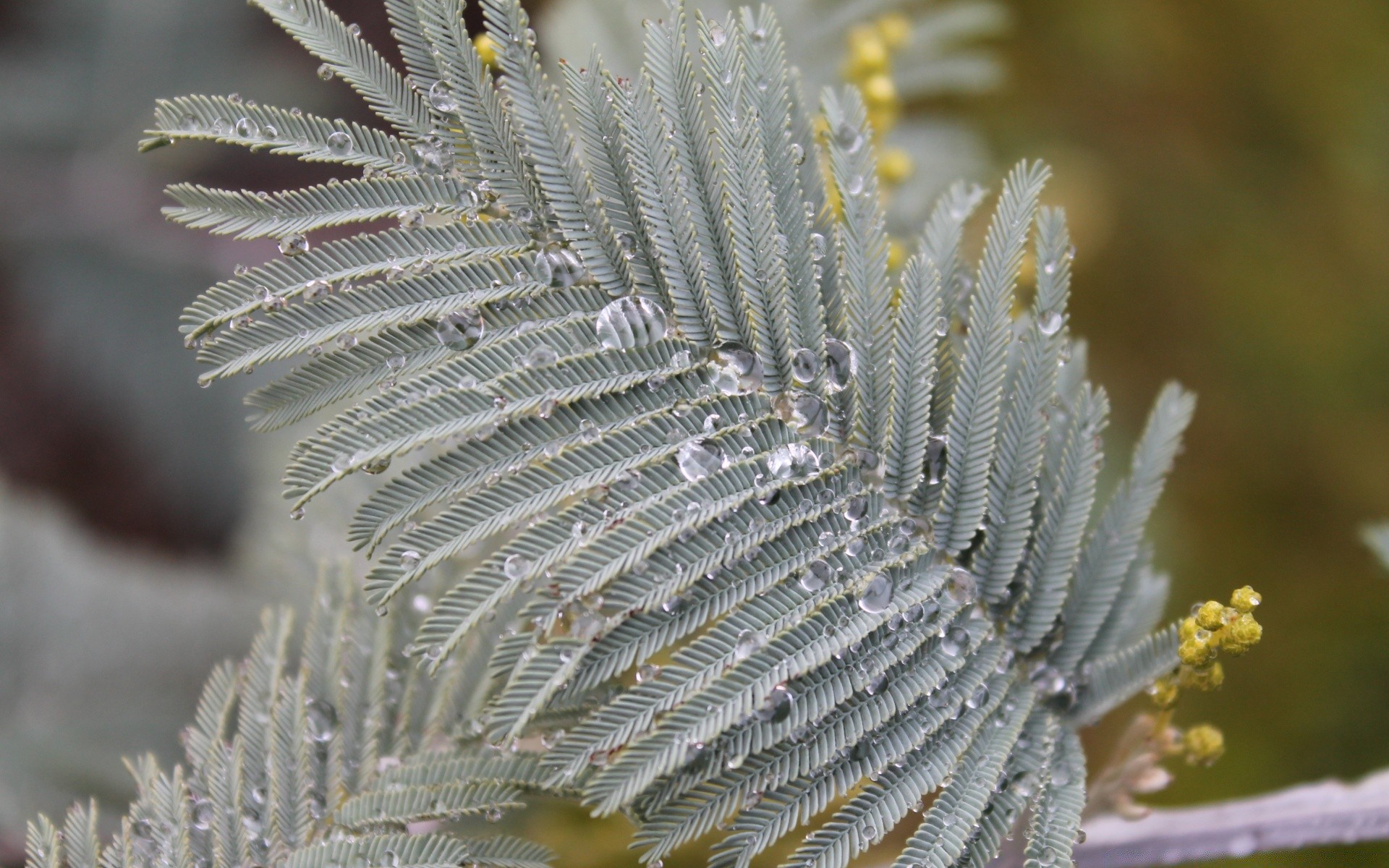 makro frost winter natur baum weihnachten flora im freien nadeln saison scharf schnee schließen zweig blatt dekoration kaktus gefroren blume hell