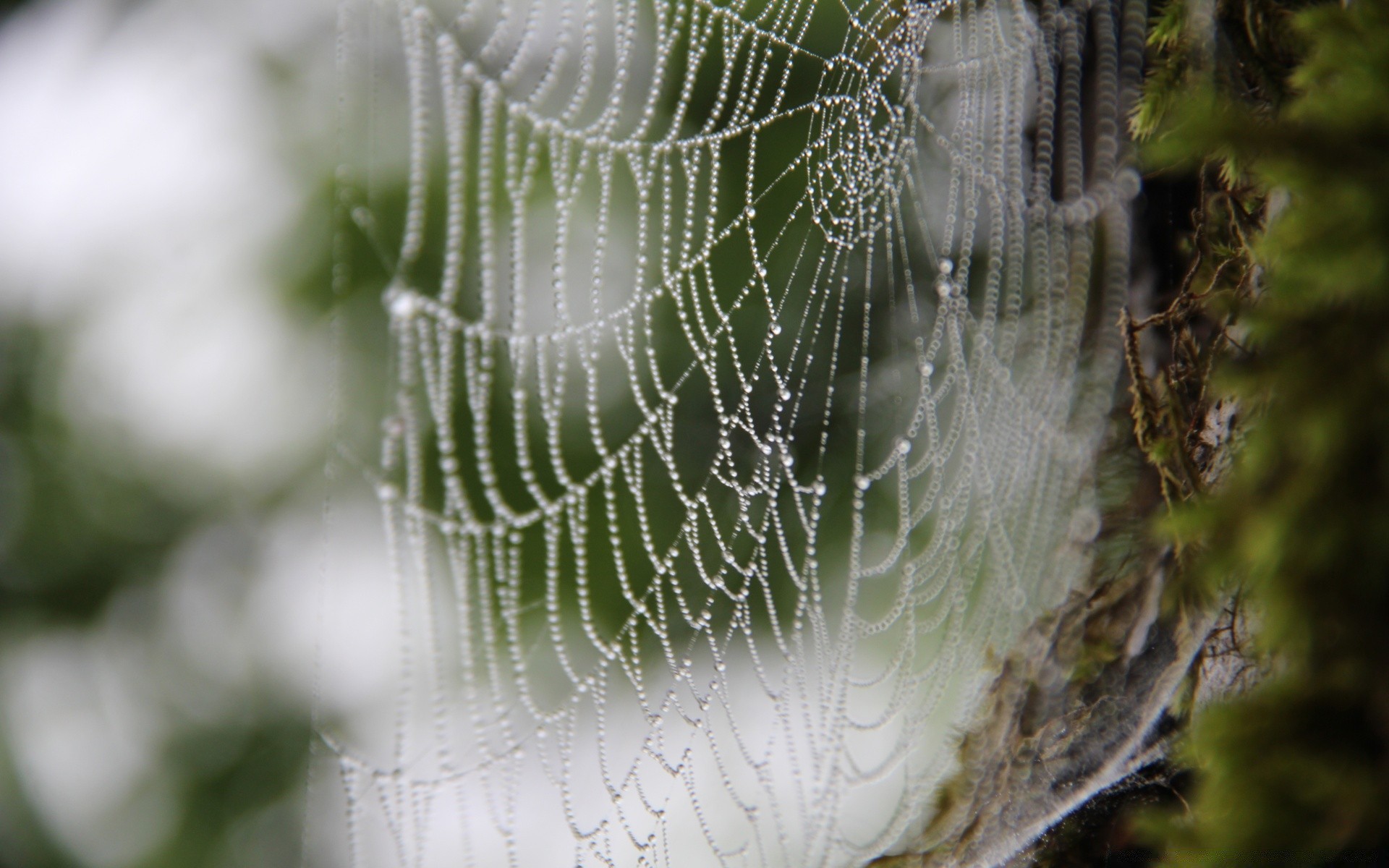 macro araignée toile d araignée toile d araignée arachnide piège nature rosée web insecte à l extérieur aube soie bureau flou gros plan été texture complexité