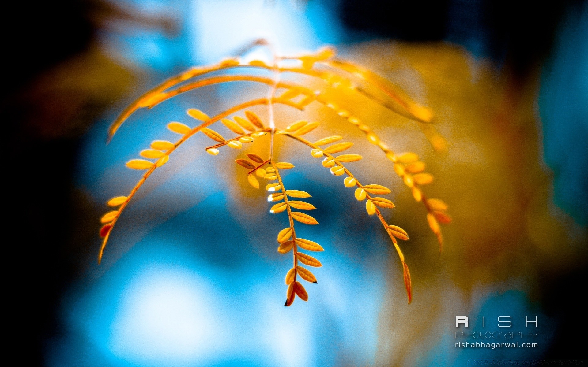 macro blur bright motion light outdoors abstract illuminated focus pattern