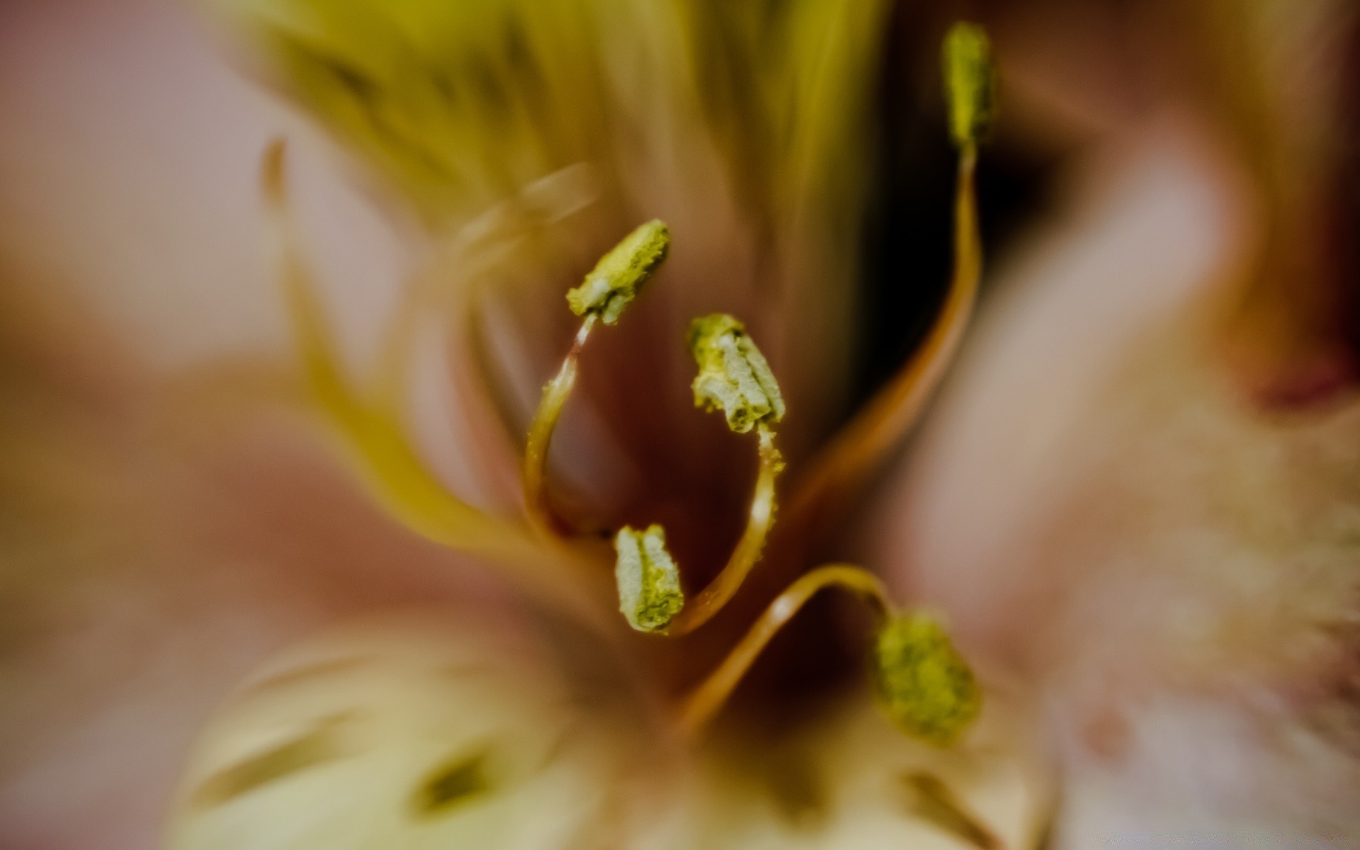 macro flor natureza borrão flora delicado jardim cor folha ainda vida dof verão luz