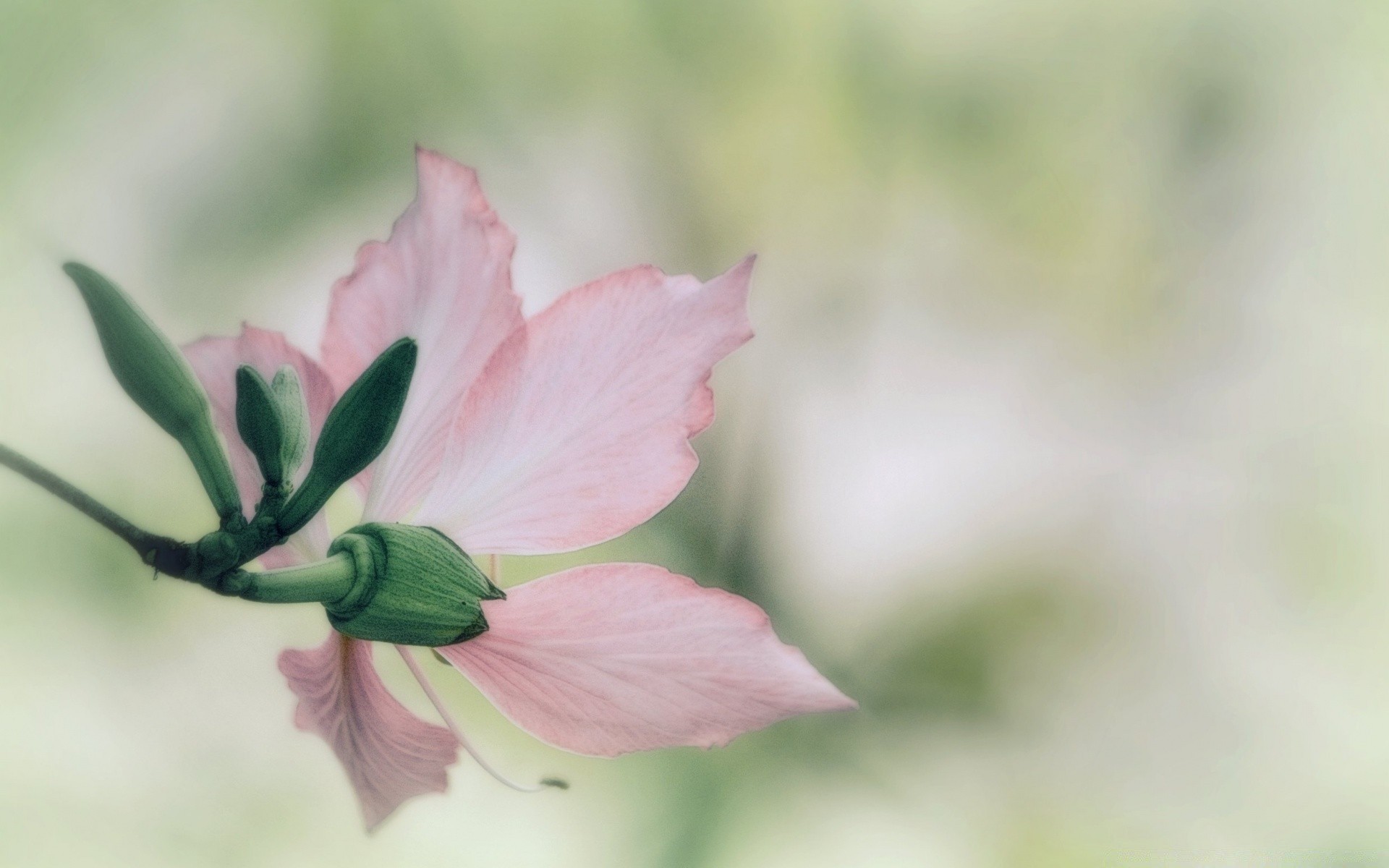 macro nature summer leaf flower bright flora growth garden outdoors fair weather