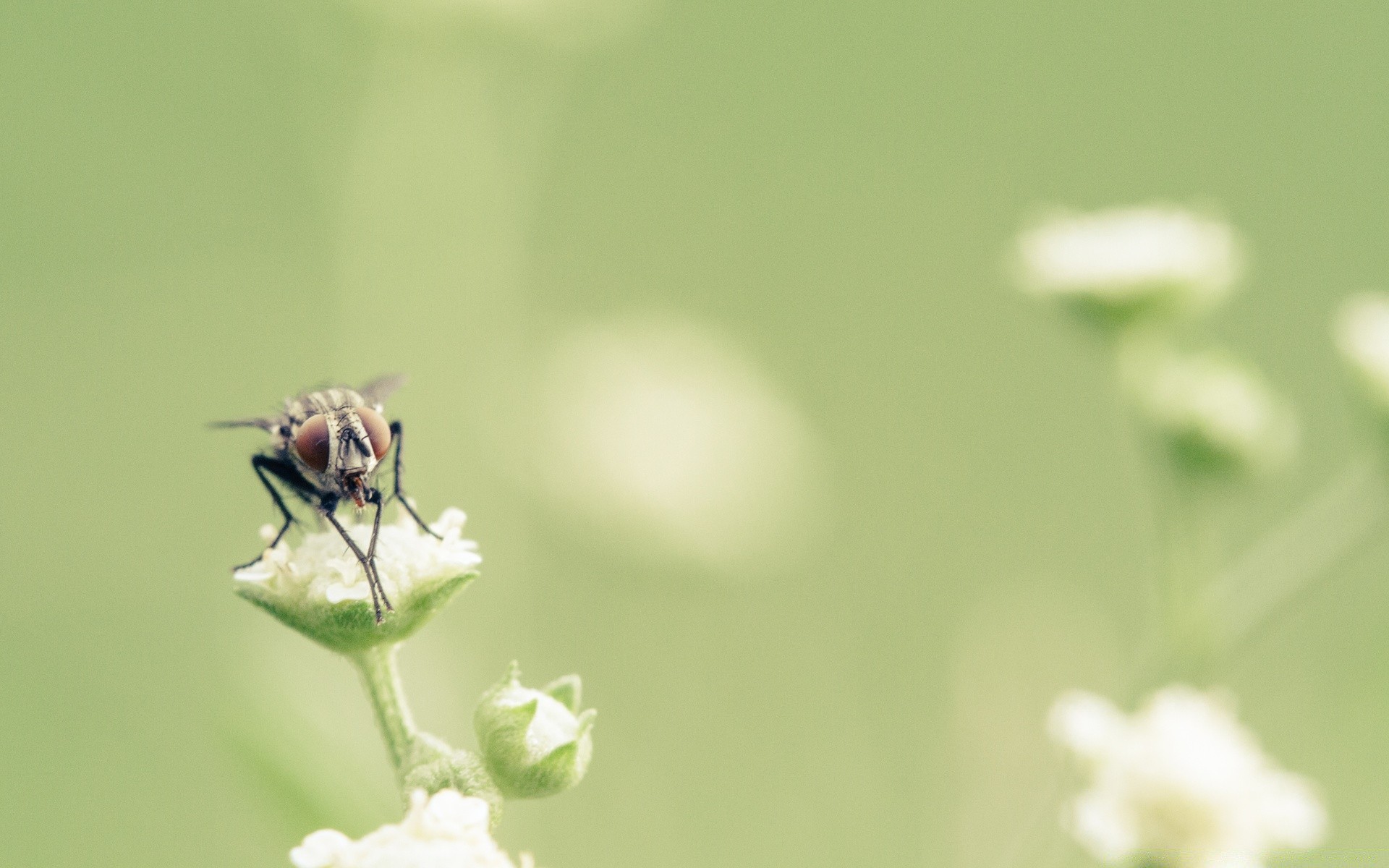 macro nature insect leaf little summer wildlife flora outdoors animal grass