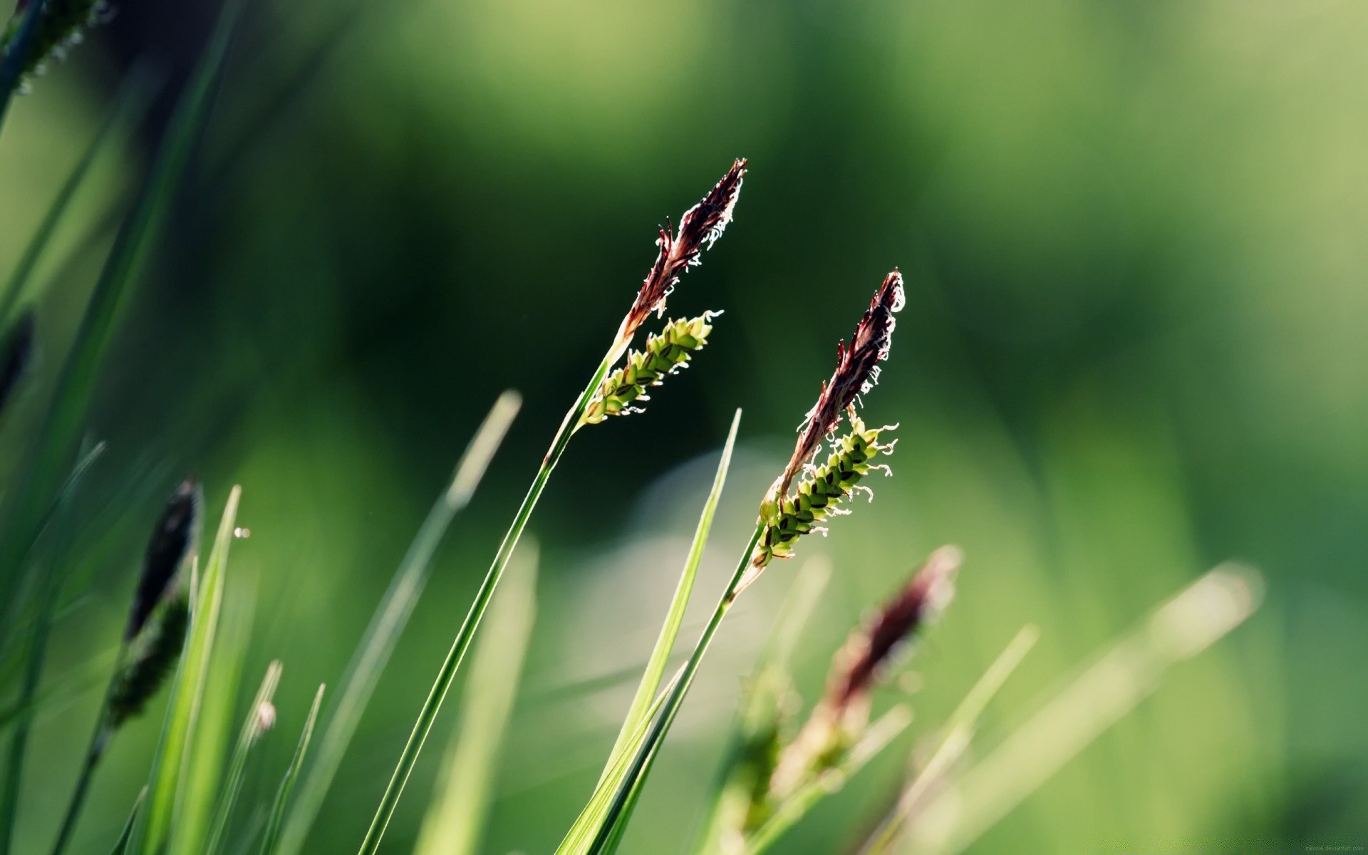 macro nature leaf grass flora growth summer garden field outdoors dew sun environment