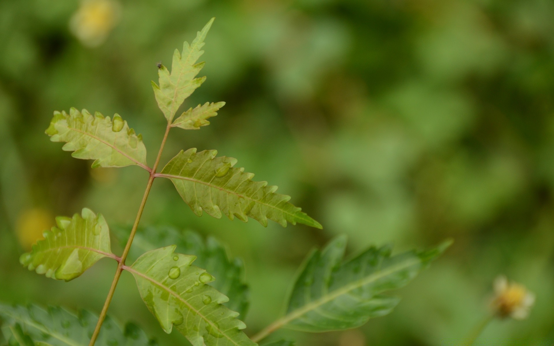 macro leaf flora nature growth summer outdoors garden environment close-up grass flower tree blur