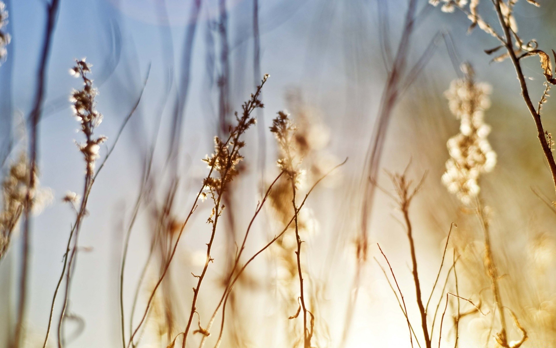 makroaufnahme natur im freien dämmerung blatt sonne gutes wetter flora wachstum jahreszeit baum desktop hell winter schließen