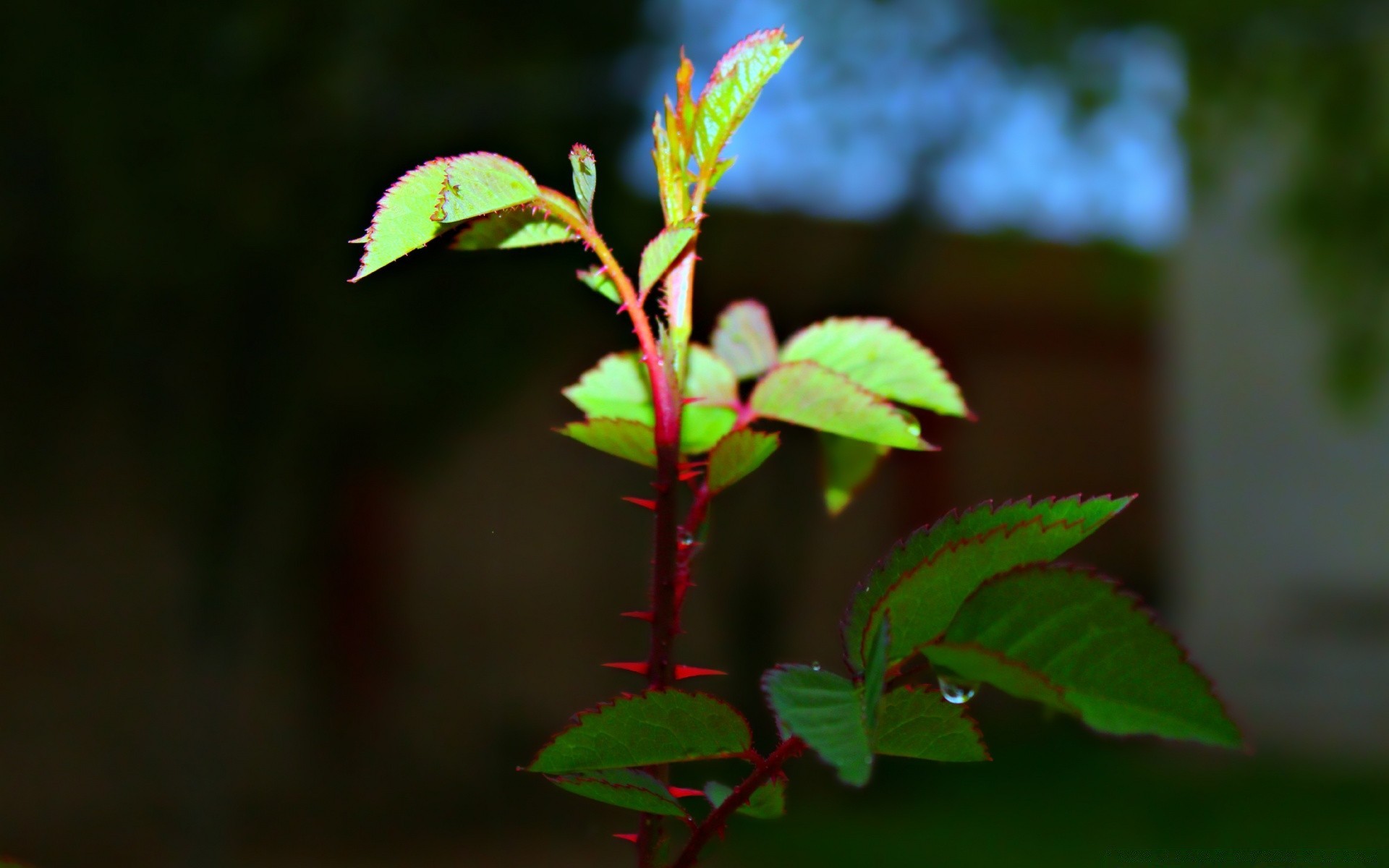 makro fotoğrafçılığı yaprak doğa açık havada flora büyüme yaz ağaç bahçe çiçek