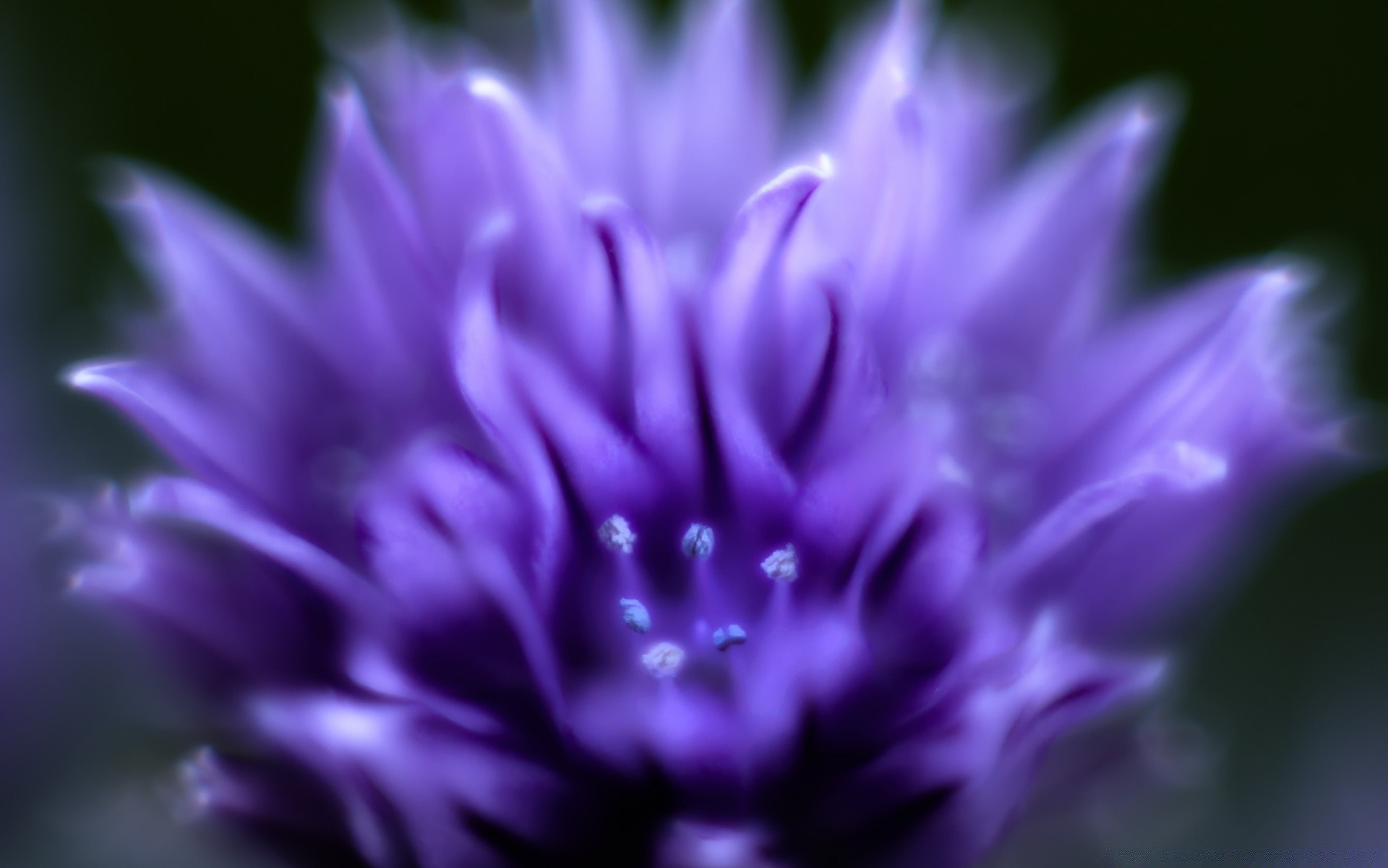 macro flower nature flora garden beautiful summer blooming petal floral violet color leaf perennial delicate close-up bright blur outdoors growth