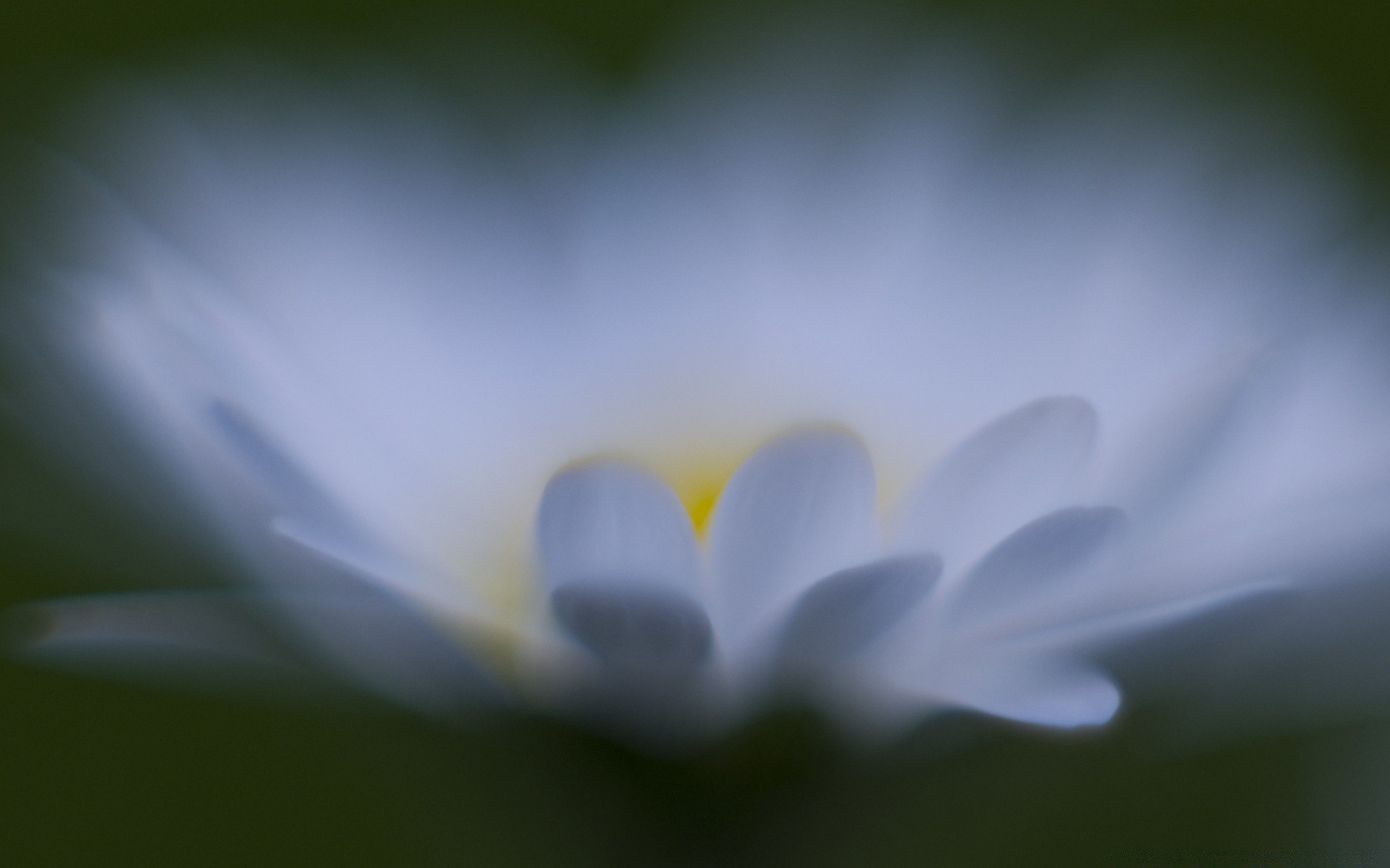 macro flor natureza borrão flora cor folha jardim desktop abstrato brilhante pétala verão foco close-up luz