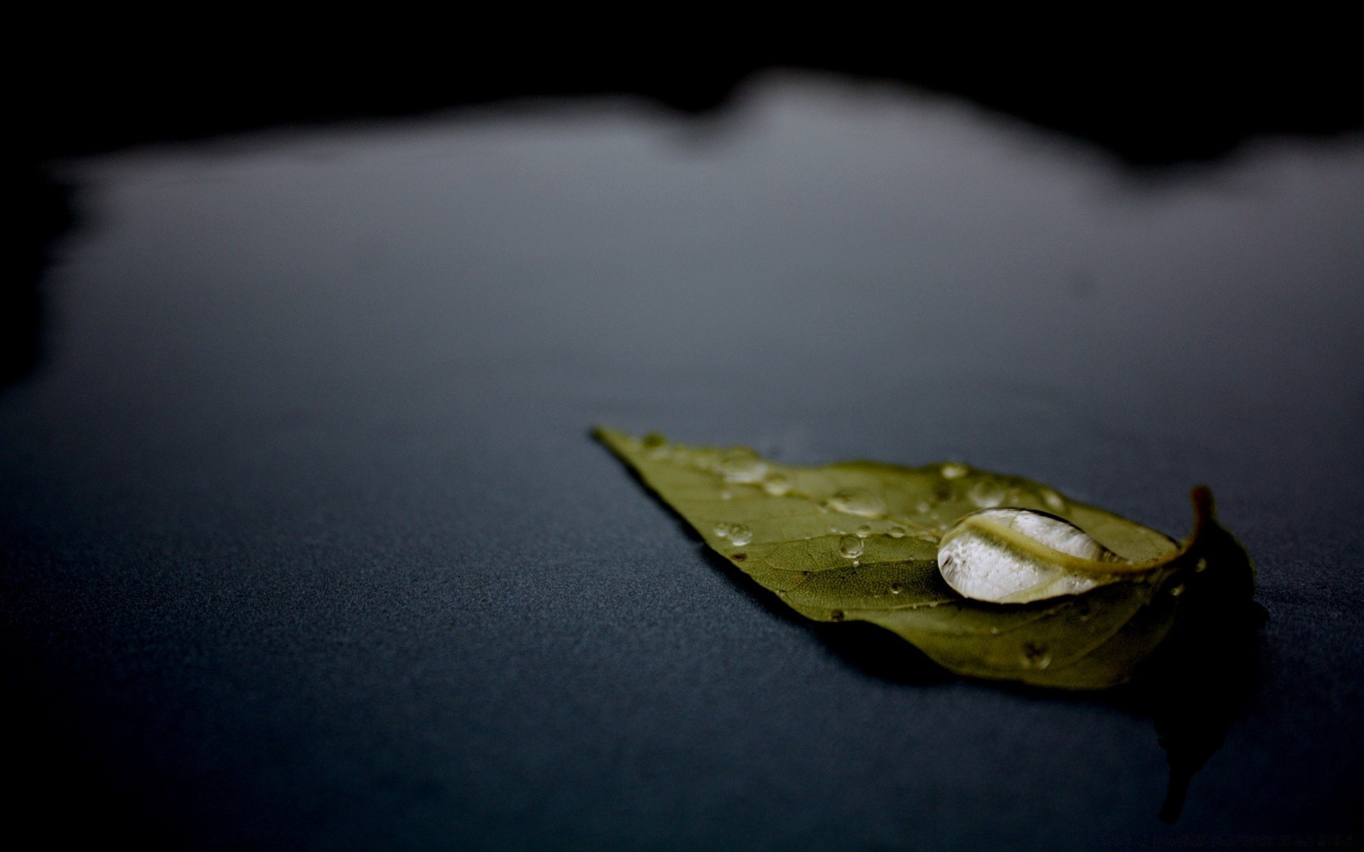 macro still life pioggia sfocatura acqua riflessione luce cibo da solo mare natura crescere viaggi ombra paesaggio