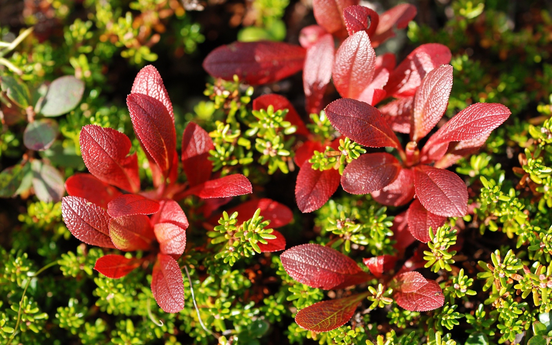 makroaufnahme natur blatt flora schließen garten strauch wachstum im freien blume sommer saison baum park farbe zweig gras