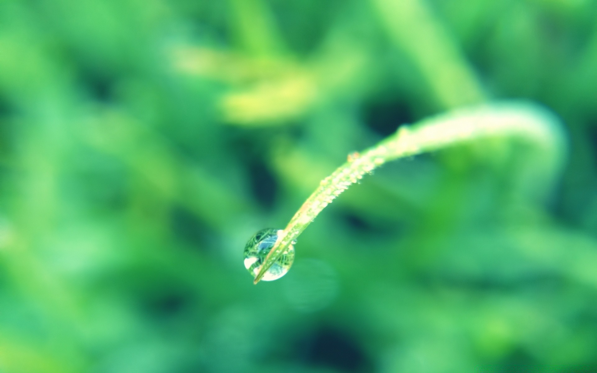 macro rosée pluie feuille nature chute flore croissance humide environnement herbe jardin eau ecologie gouttes à l extérieur été