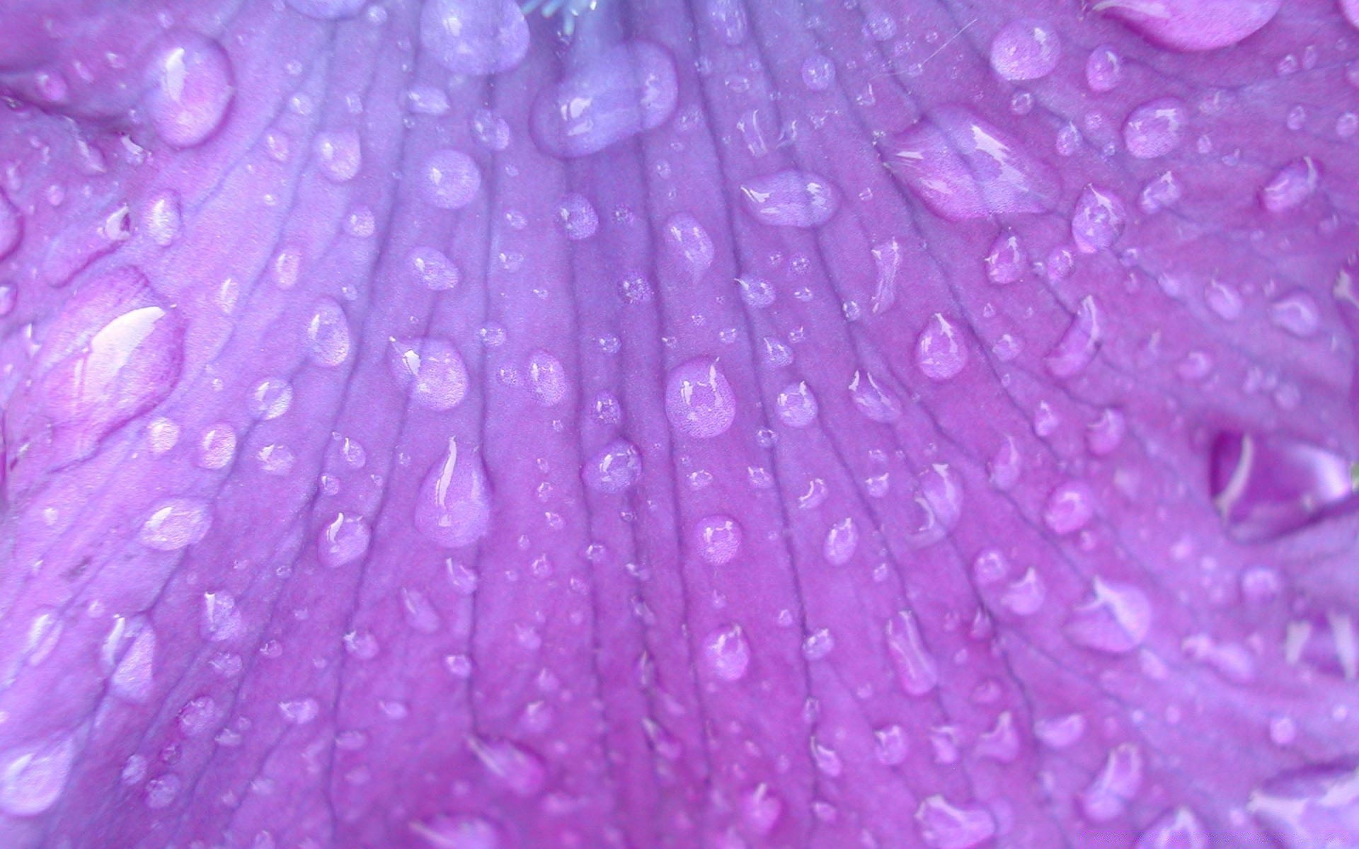 macro cor resumo área de trabalho violet textura padrão vívido borrão natureza orvalho flor lavanda flora papel de parede verão fundo close-up