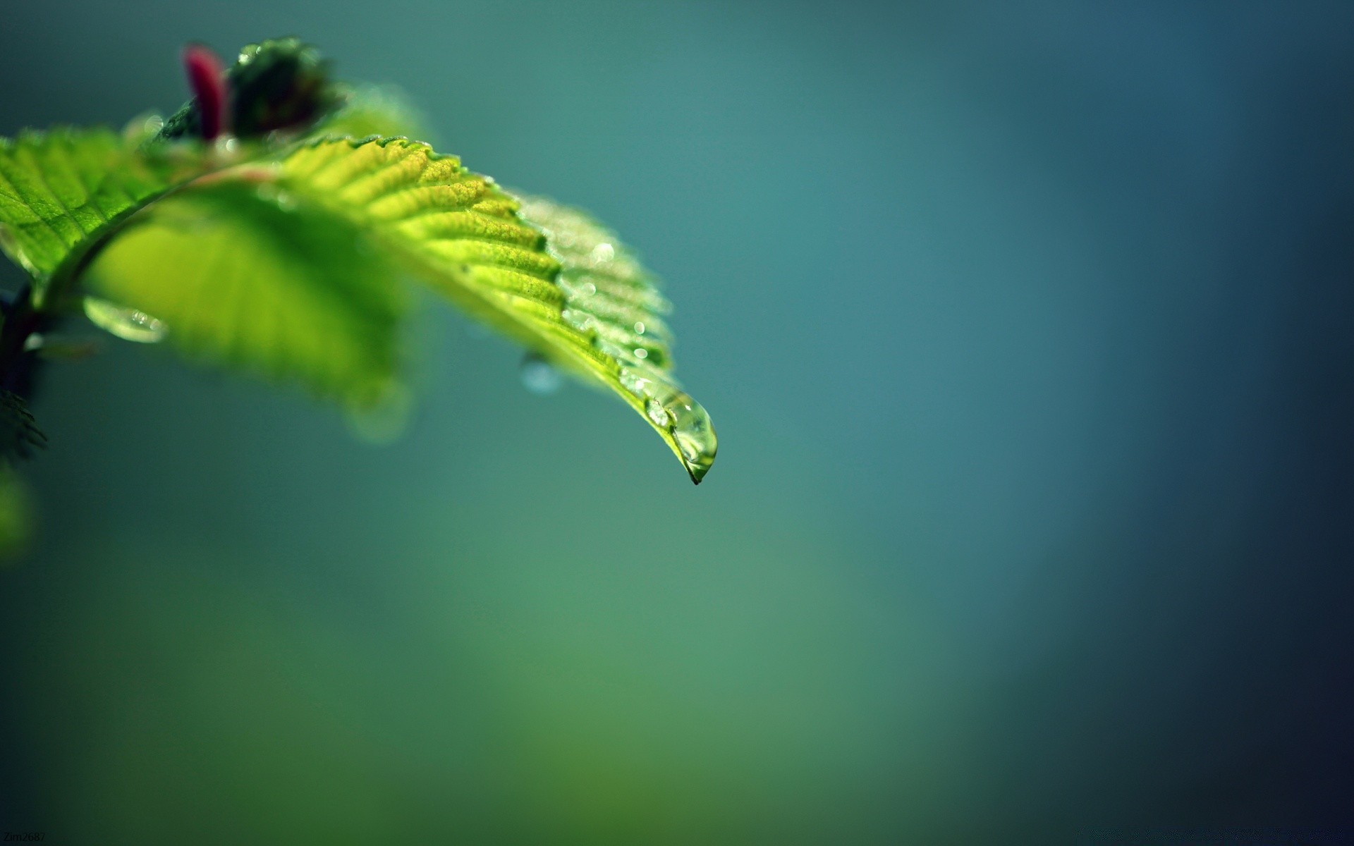 macro feuille nature flou croissance flore pluie été extérieur lumière jardin automne soleil beau temps fleur arbre dof environnement