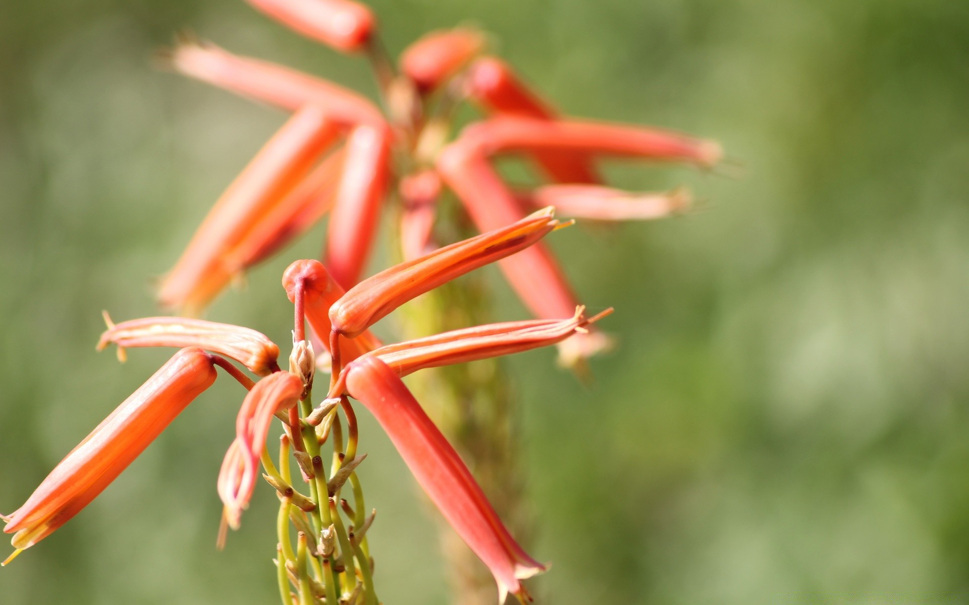 macro nature outdoors leaf summer flower flora tropical garden growth