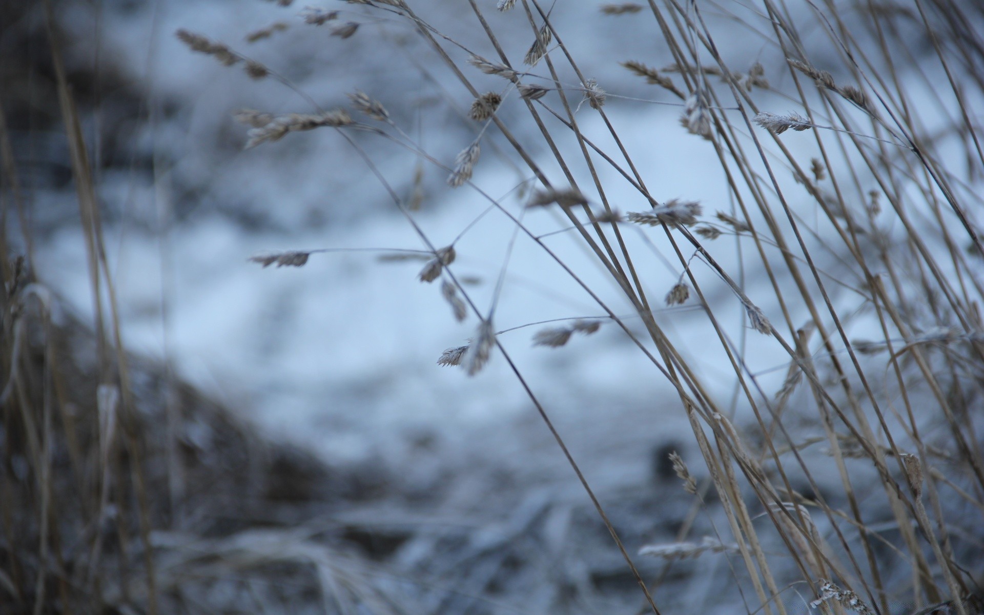 makro schnee winter natur frost reed kälte gefroren im freien eis gras saison vogel landschaft morgendämmerung holz garten baum dof