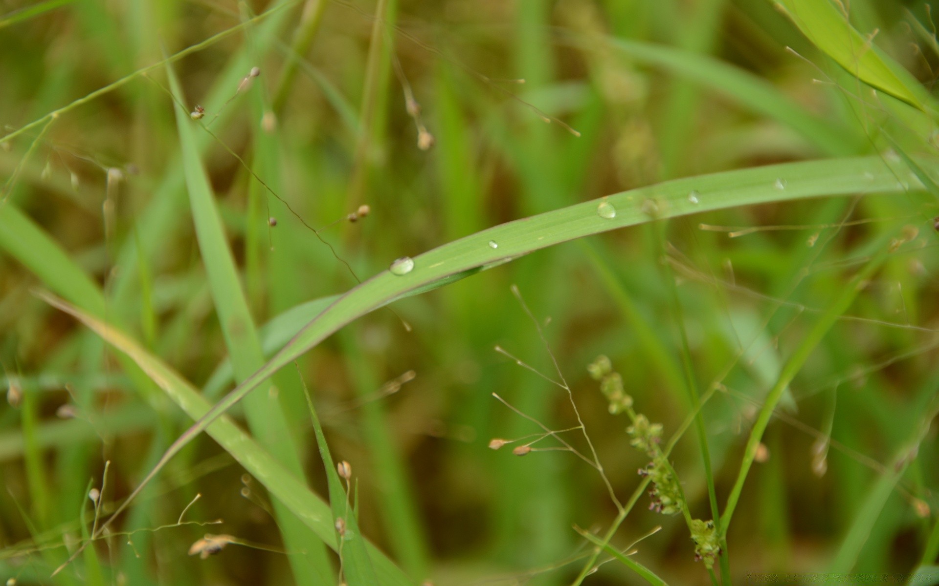 微距摄影 自然 草 植物群 叶 生长 露 花园 雨 星期三 夏天 黎明 户外 特写 生态 领域 秋天 草坪 小 太阳