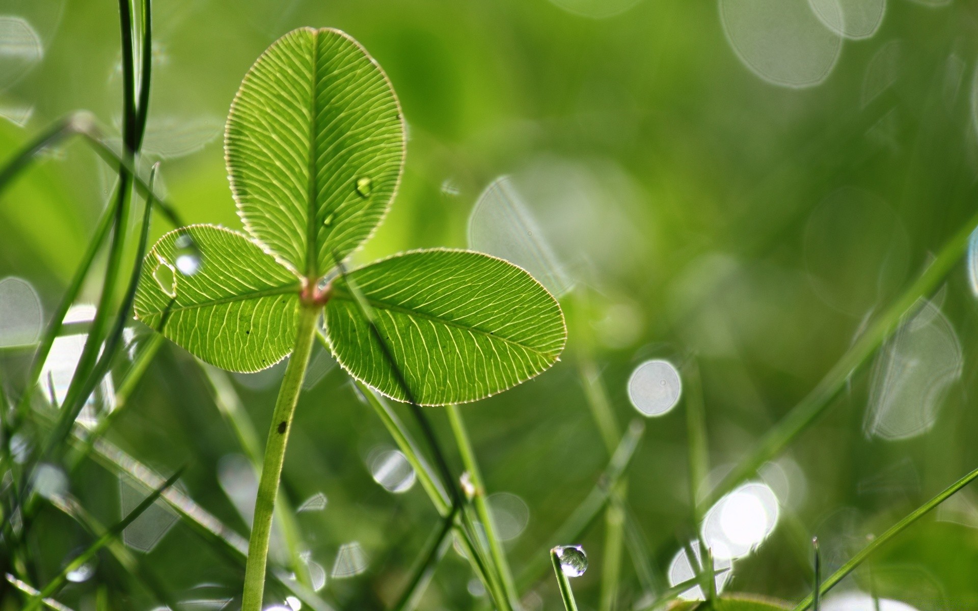 makro blatt flora wachstum frische natur garten umwelt schließen tau gras sommer tropfen üppig ökologie umwelt regen hell klee kräuter sauberkeit