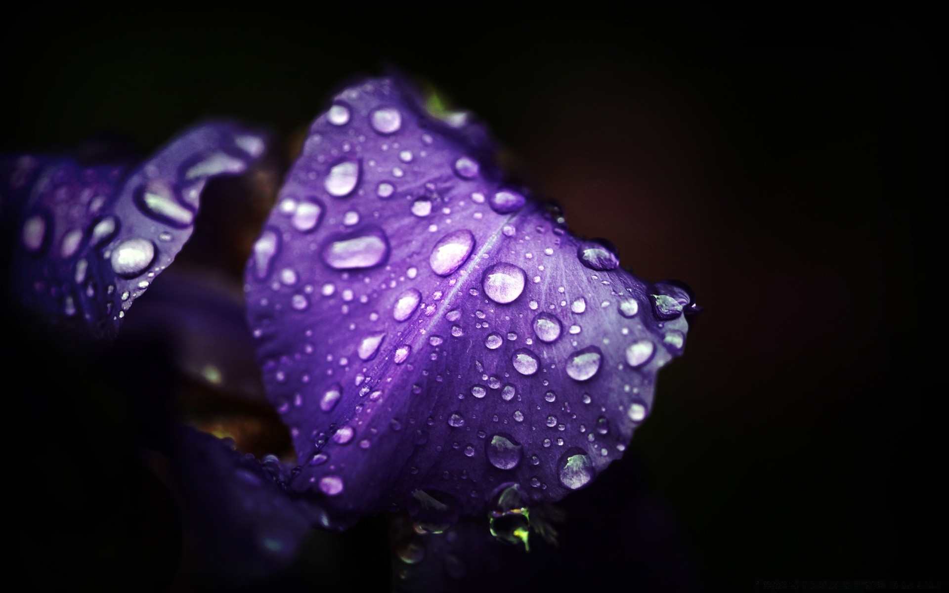 makro blume natur flora blatt farbe blütenblatt garten tau hell licht schön sommer blumen blühen