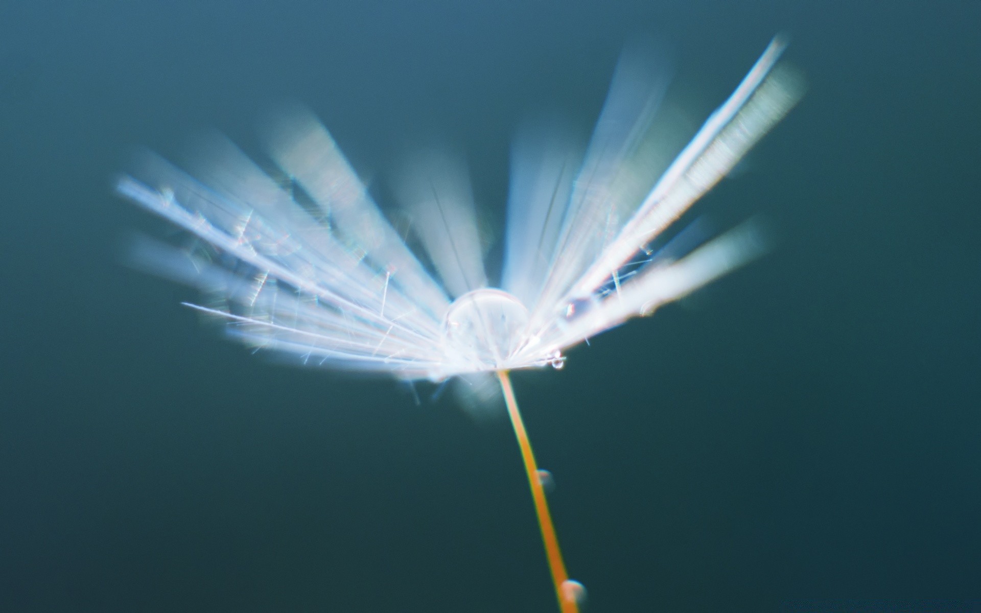 makro abstrakt desktop unschärfe licht himmel natur farbe flamme