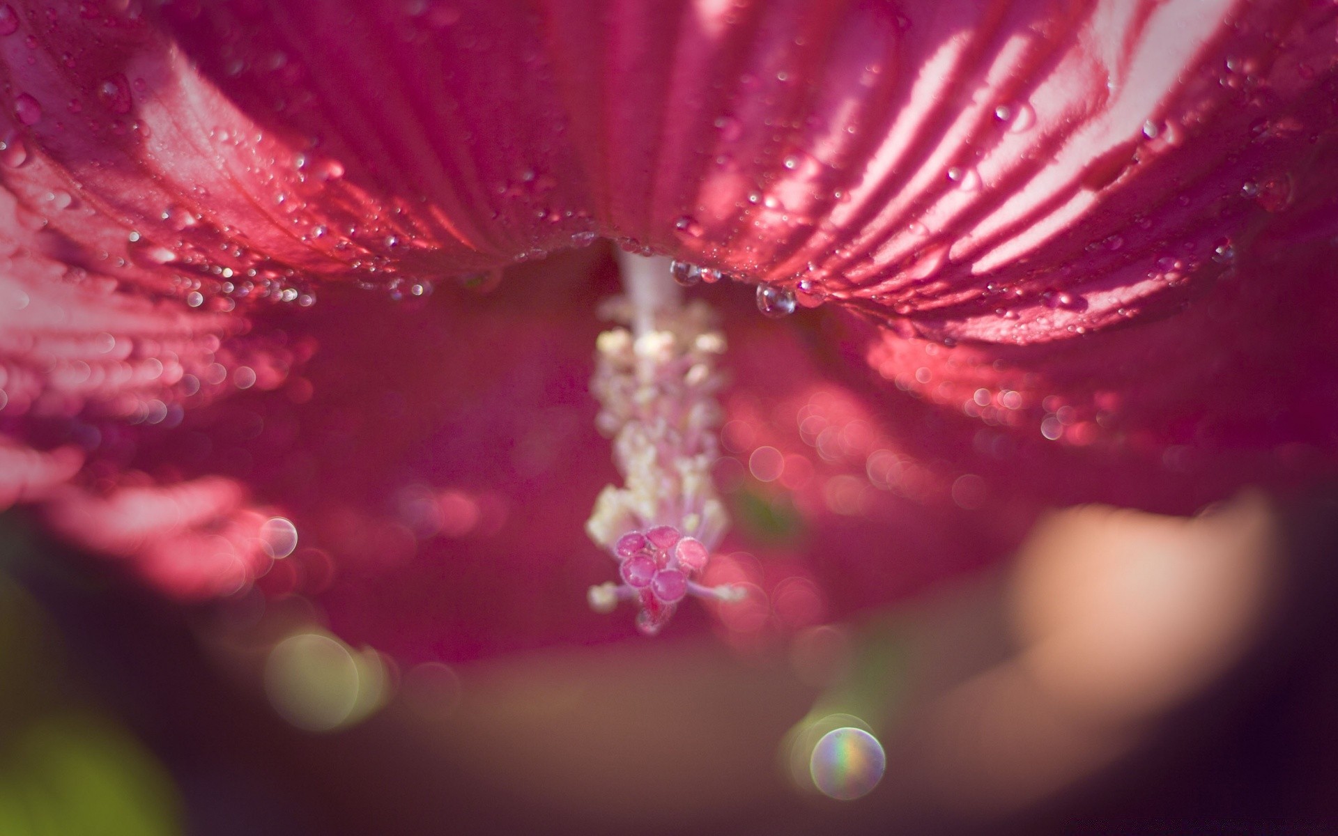 macro fiore natura colore astratto estate rugiada pioggia caduta bello luminoso flora giardino acqua sfocatura bagnato desktop luce arte