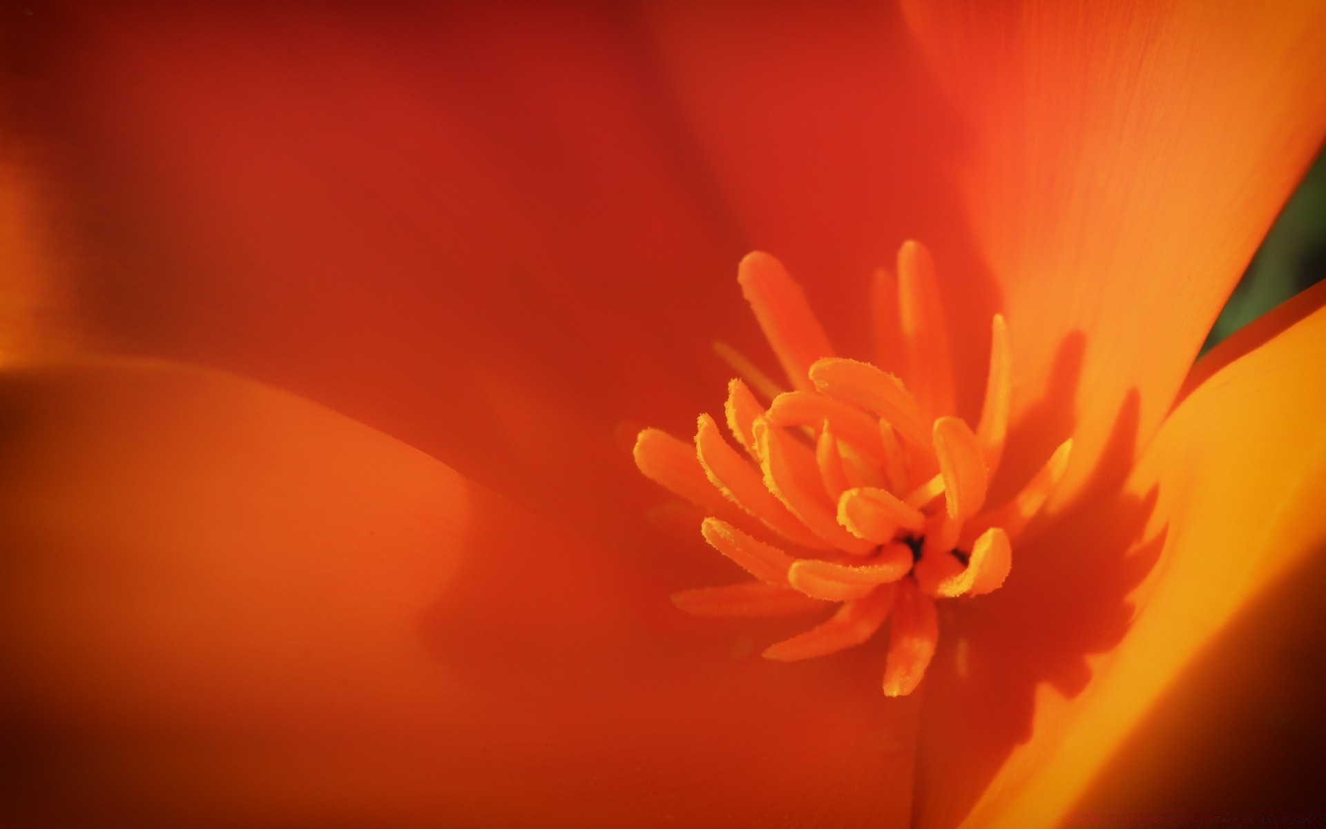 macro flower blur nature color bright petal flora summer garden abstract blooming