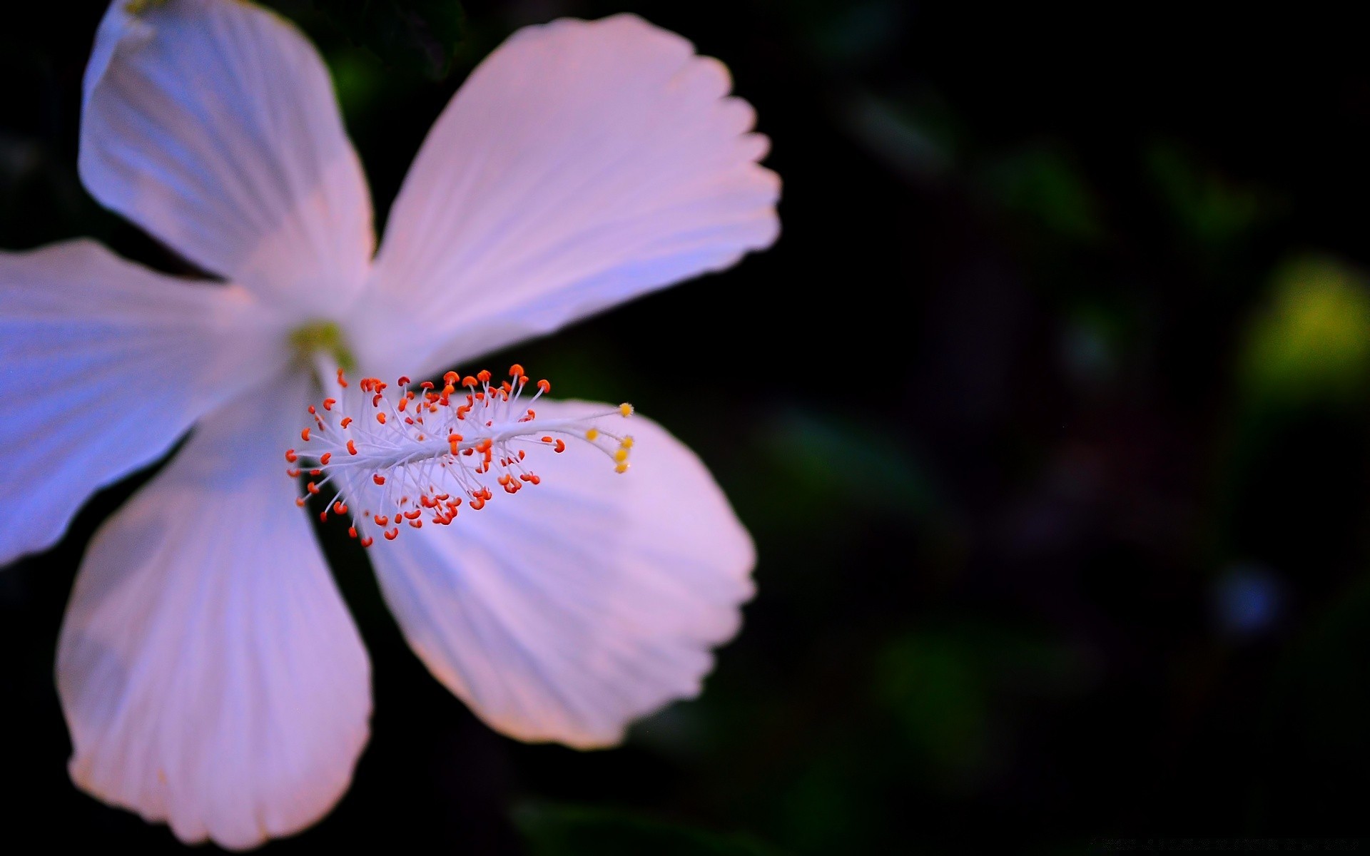 macro natura foglia fiore all aperto flora estate luminoso sfocatura