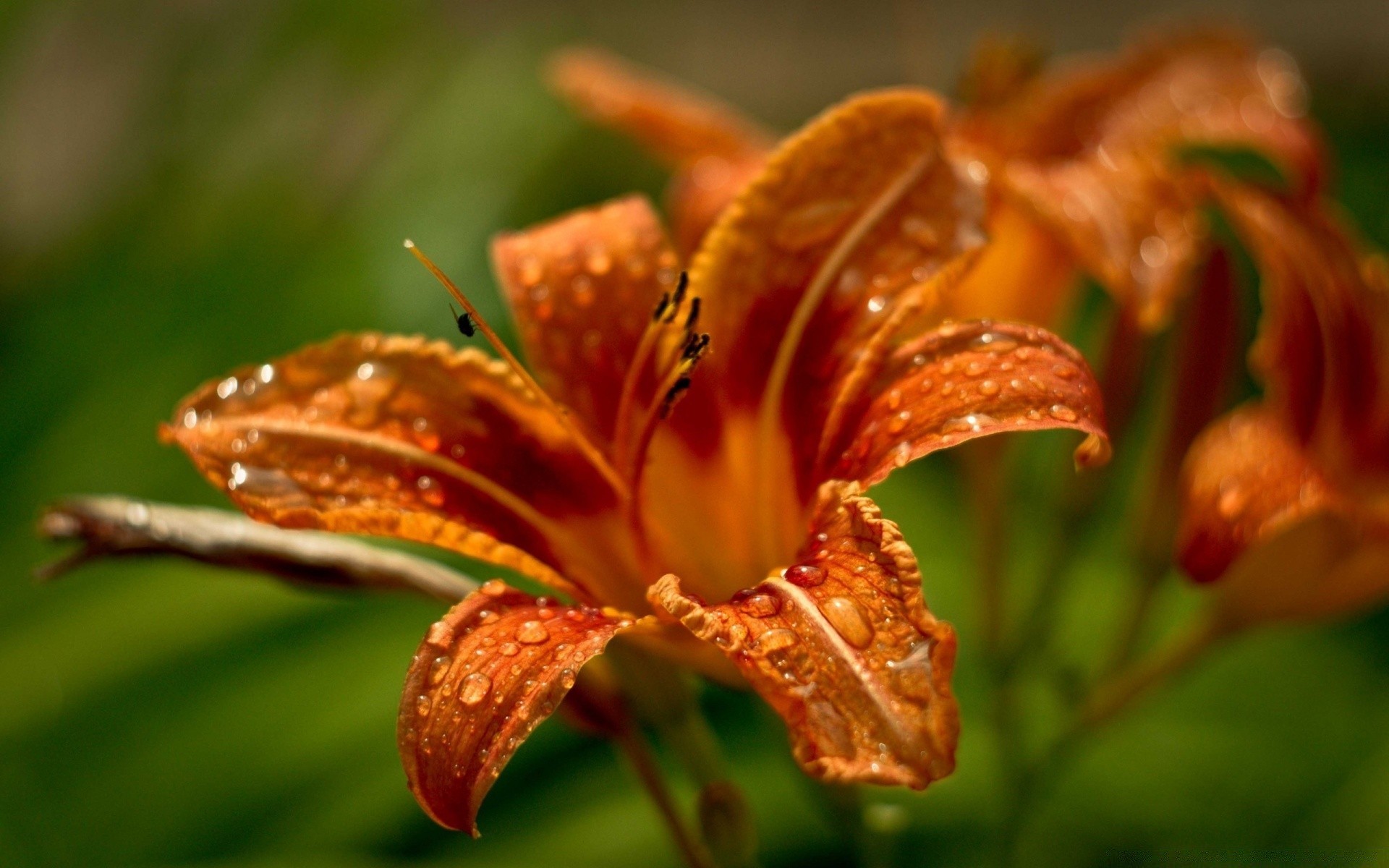 macro natura fiore flora foglia giardino close-up estate pioggia all aperto colore giglio