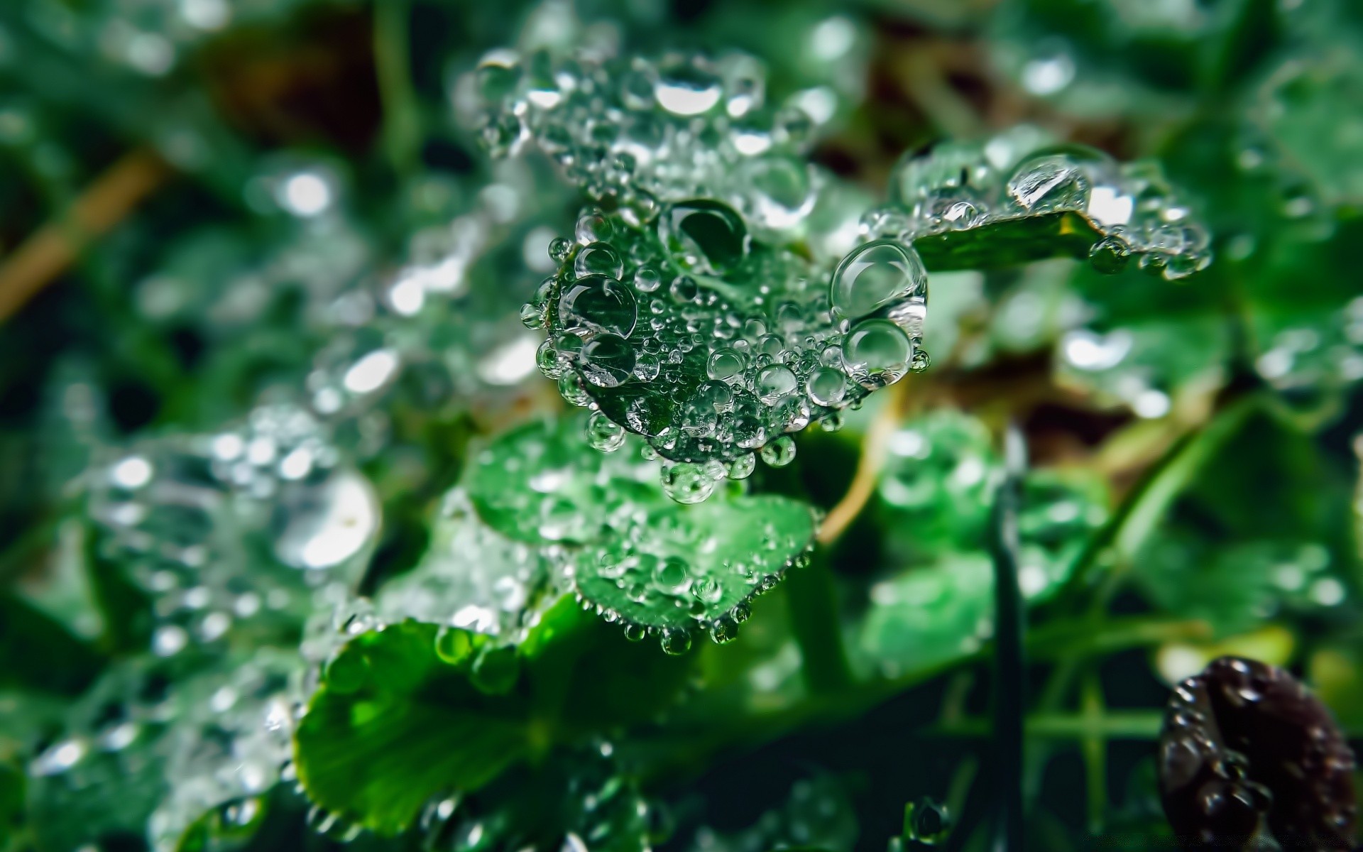 macro hoja gota flora lluvia rocío naturaleza húmedo medio ambiente frescura jardín agua hierba primer plano crecimiento gotas verano escritorio color brillante ecología