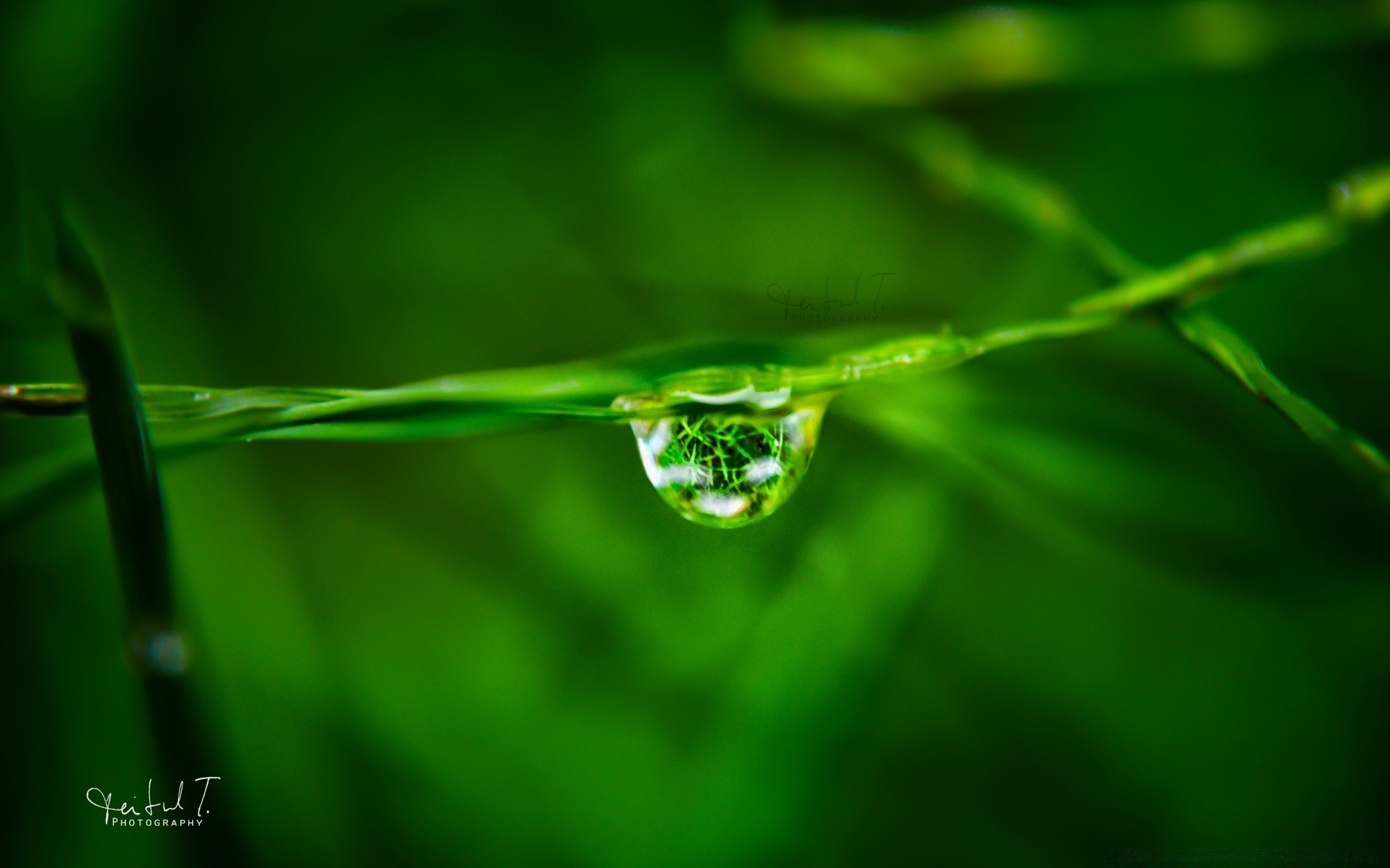 makro tau regen blatt tropfen nass natur tropfen sauberkeit wasser wachstum gras ökologie tropfen üppig sommer im freien