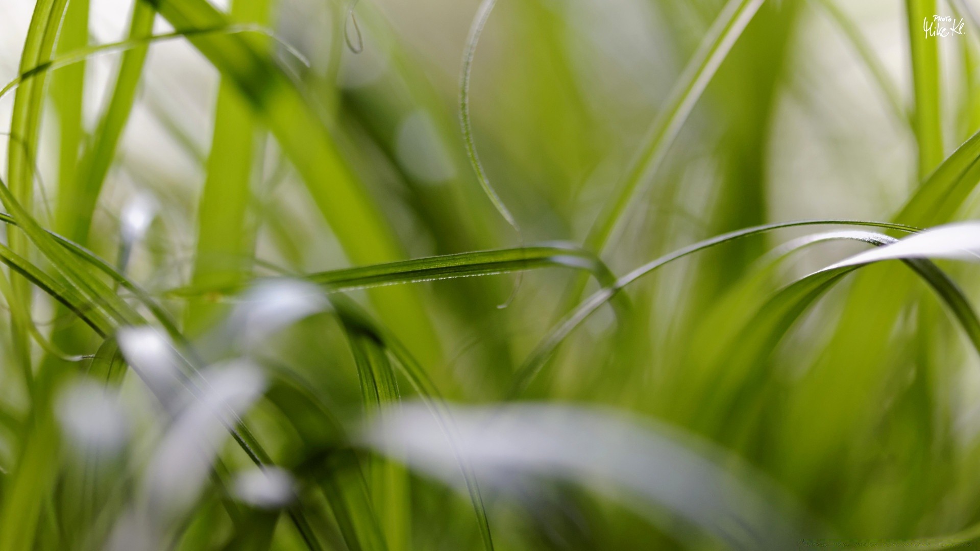 makro trawa flora wzrost ogród liść natura trawnik rosa środowisko lato bujny deszcz pole ostrze spadek ekologia sianokosy