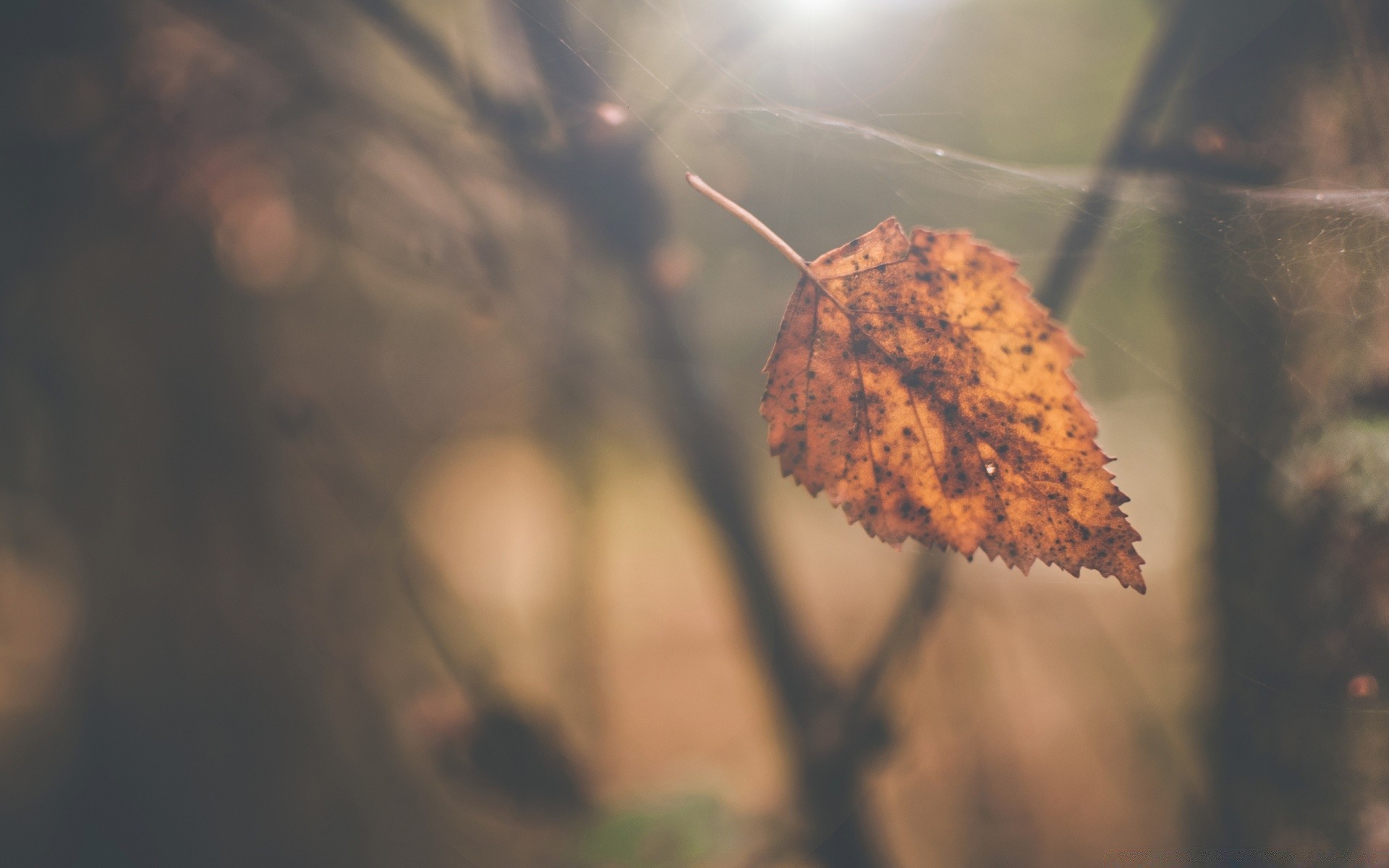 macro autunno all aperto natura foglia inverno legno sfocatura albero alba luce luce del giorno