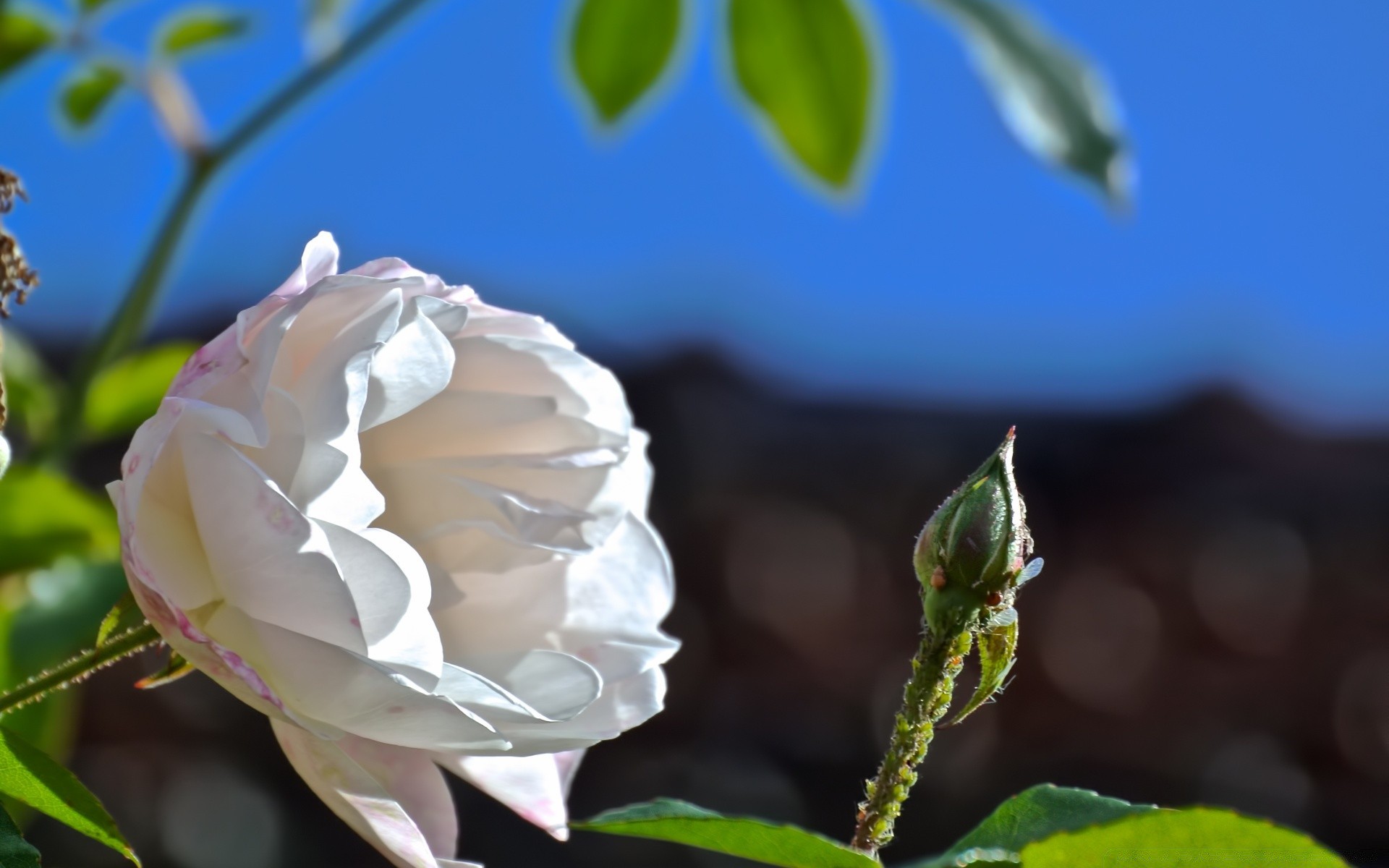 macro fleur nature feuille flore rose jardin été belle romance floral amour couleur pétale lumineux bluming à l extérieur mariage romantique croissance