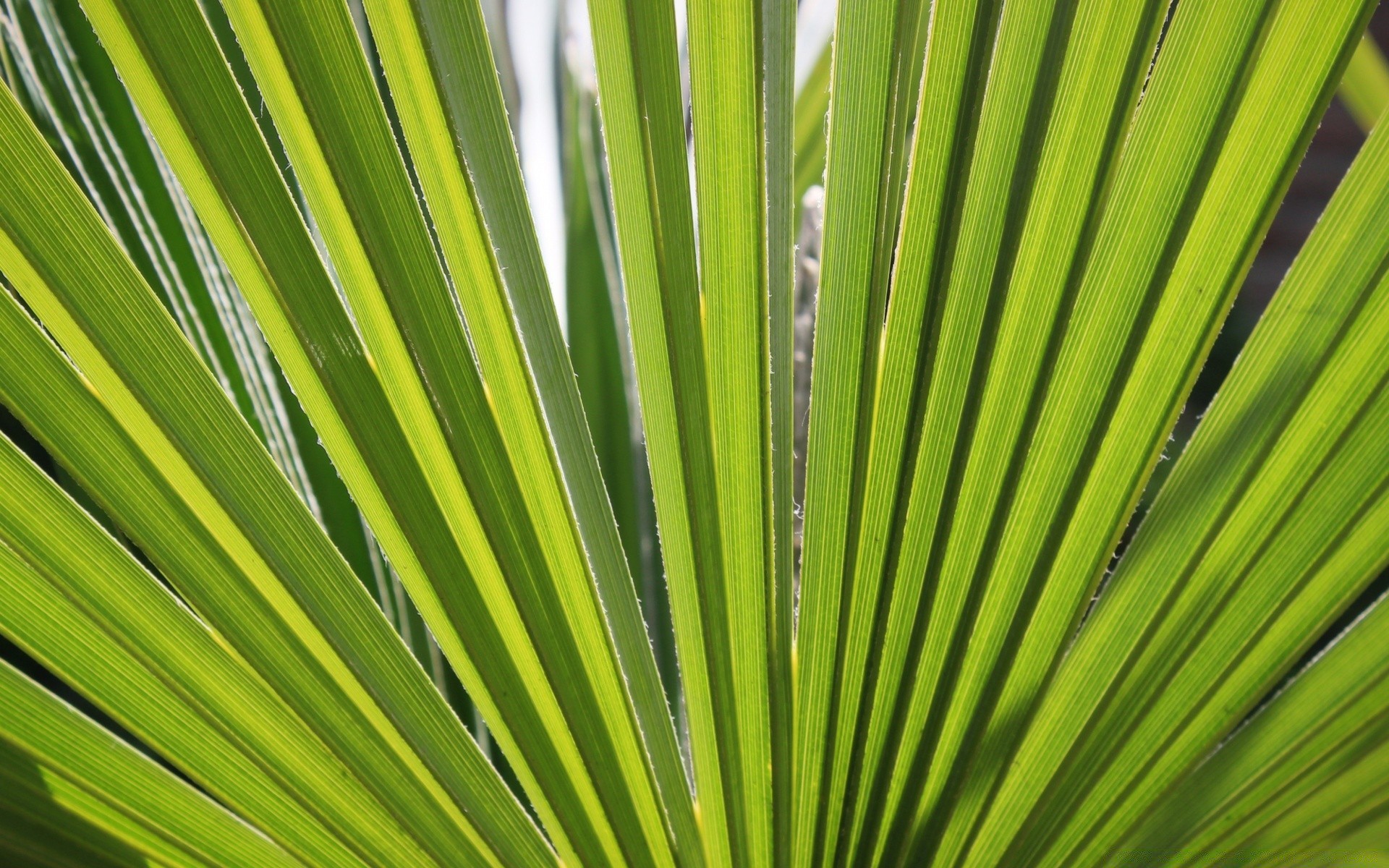 makroaufnahme blatt wachstum flora natur sommer fronde tropisch üppig palmen hell im freien ökologie regen garten gutes wetter sonne umwelt