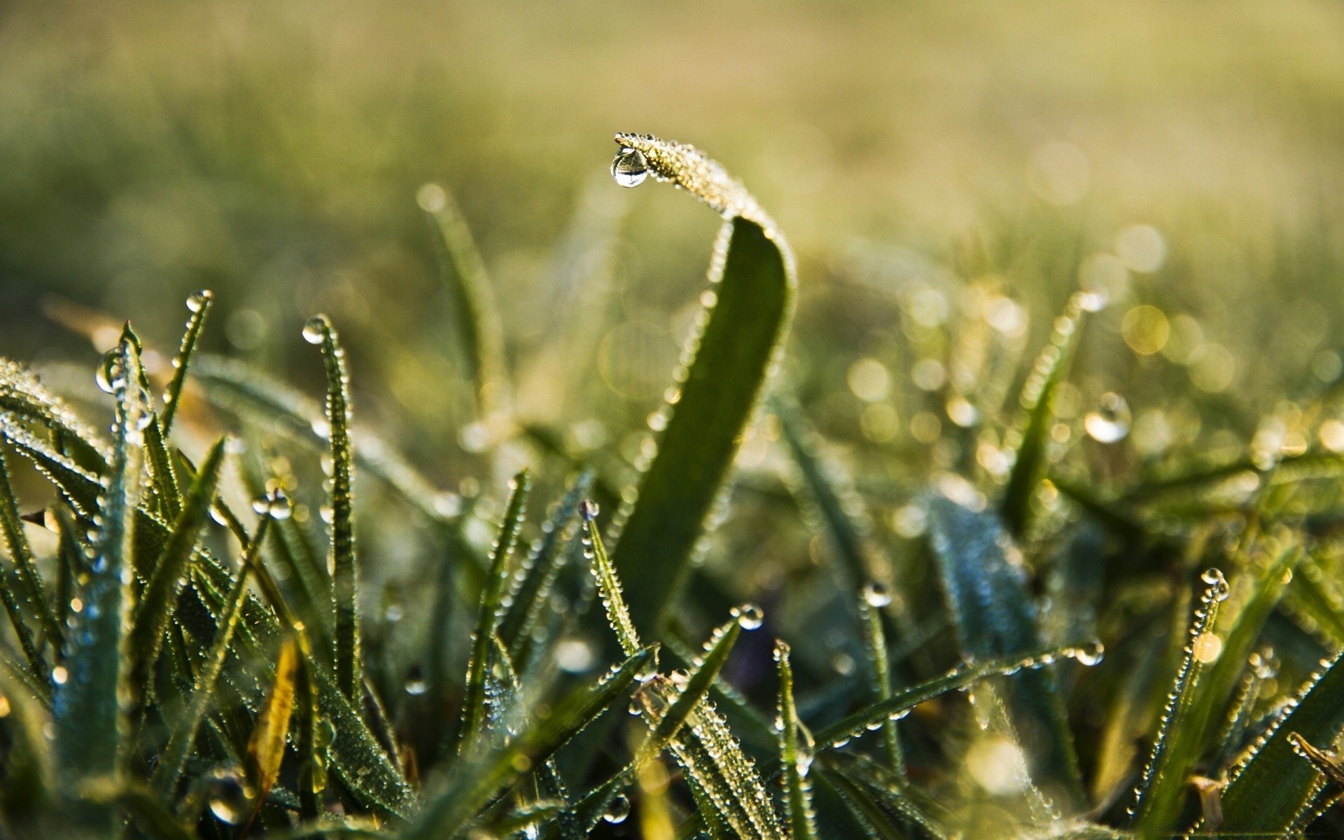 makro tau gras dämmerung natur fallen regen flora blatt garten dof im freien feld heuhaufen sommer schließen blume wachstum medium licht sonne