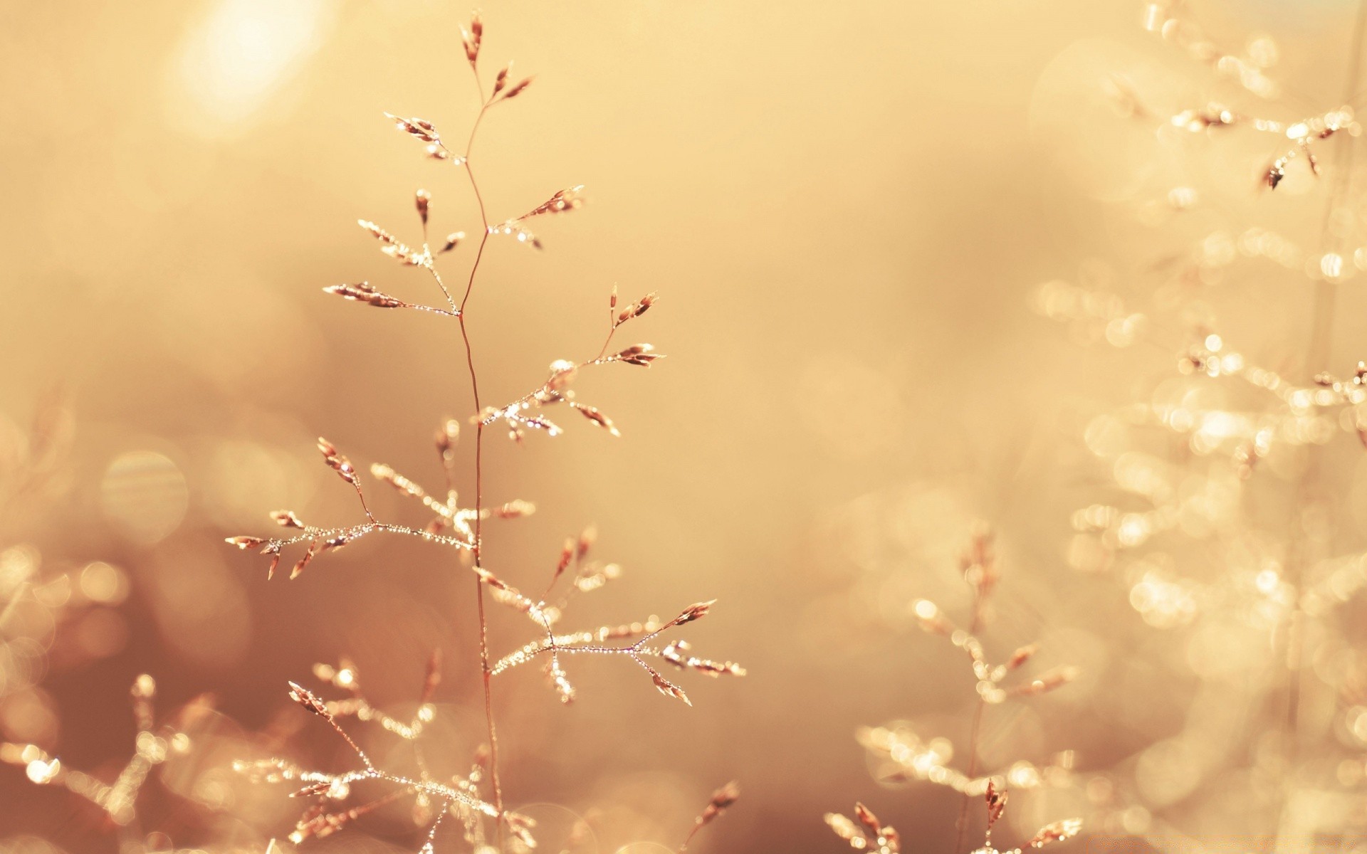 makroaufnahme natur sonne winter dämmerung blume schnee blatt sommer gutes wetter hell unschärfe sonnenuntergang